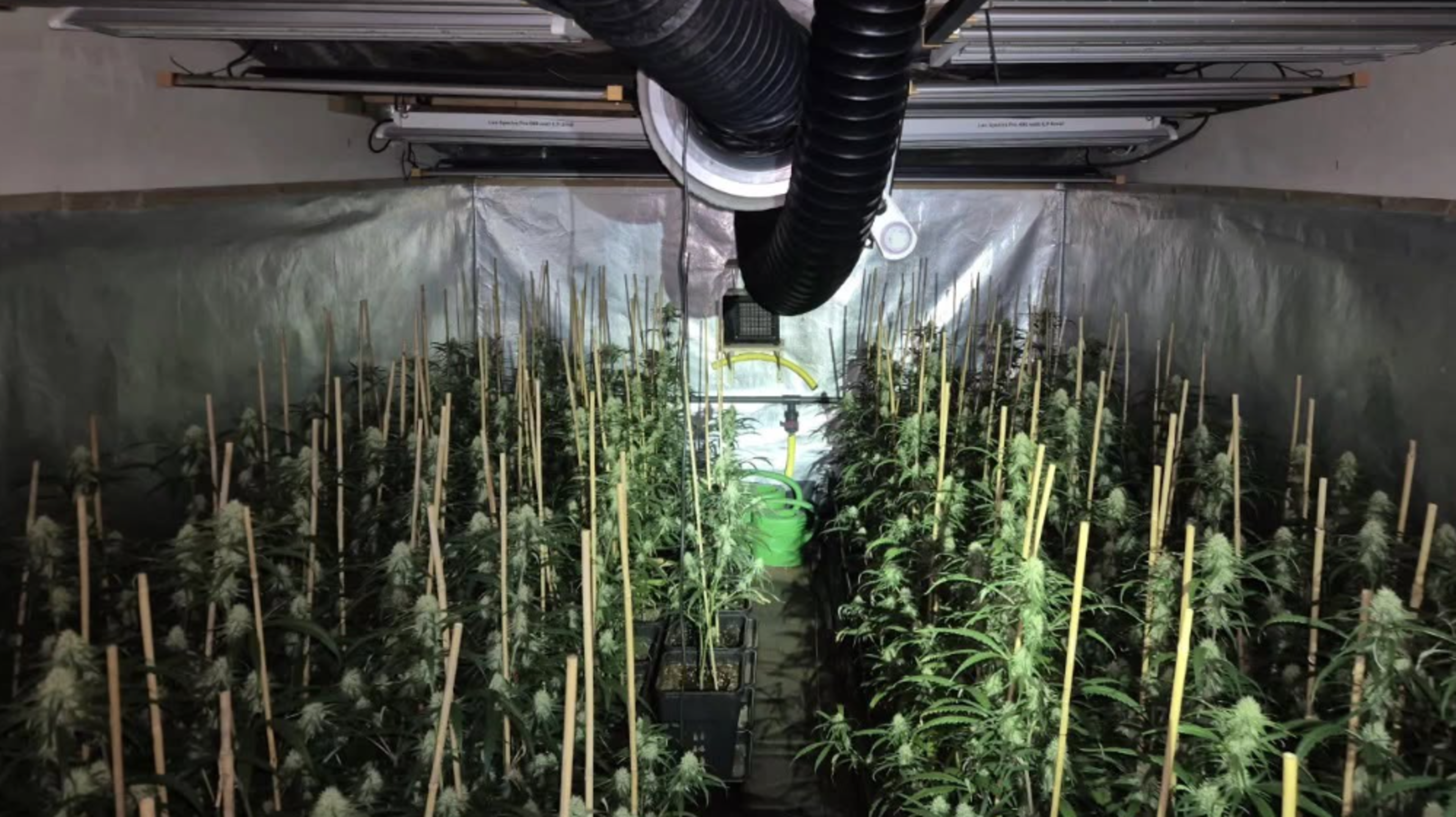 Politie ontmantelt hennepkwekerij met meer dan 180 planten in Venray