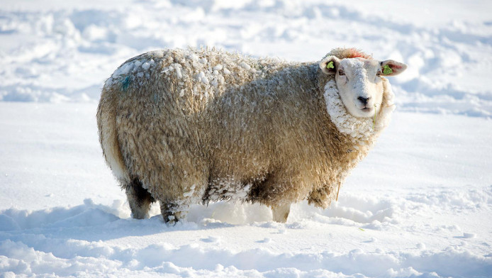 Schaap gestolen uit weiland bij Meerssen