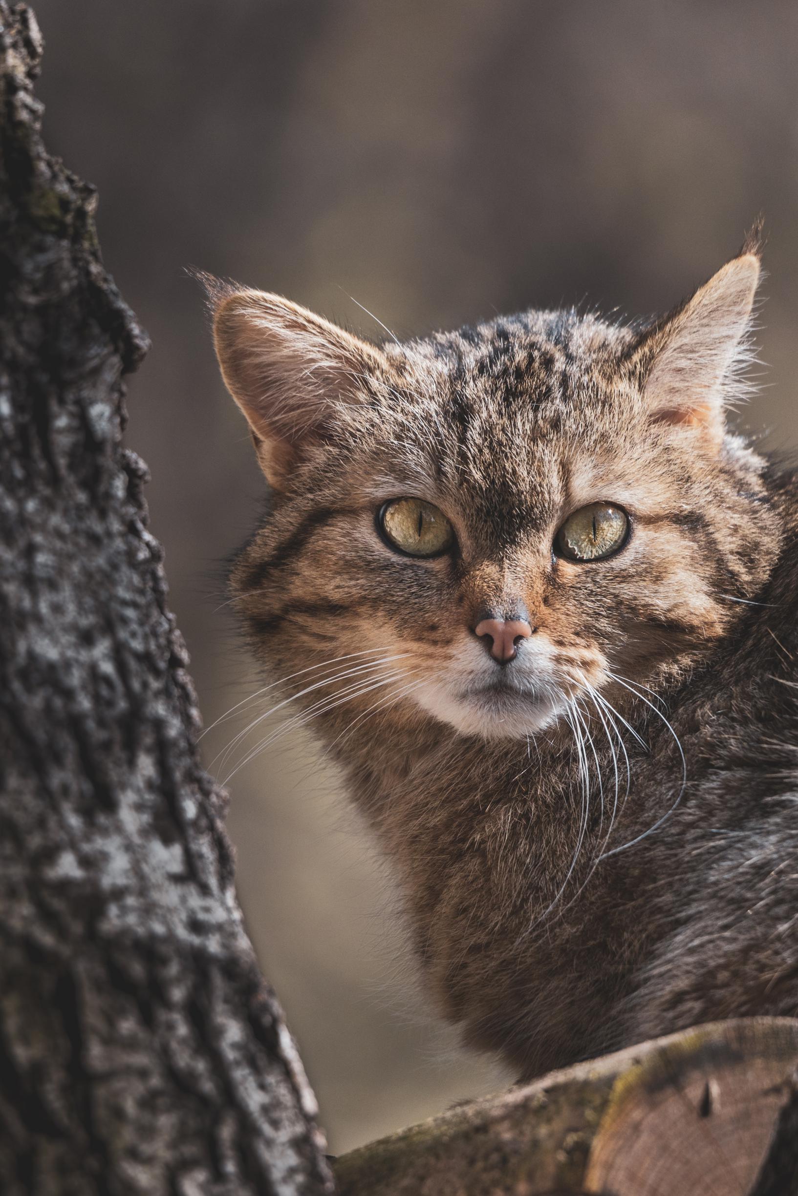 Rust zacht ‘WK2’: Limburgse dodenweg wordt hoogbejaarde wilde kat ...
