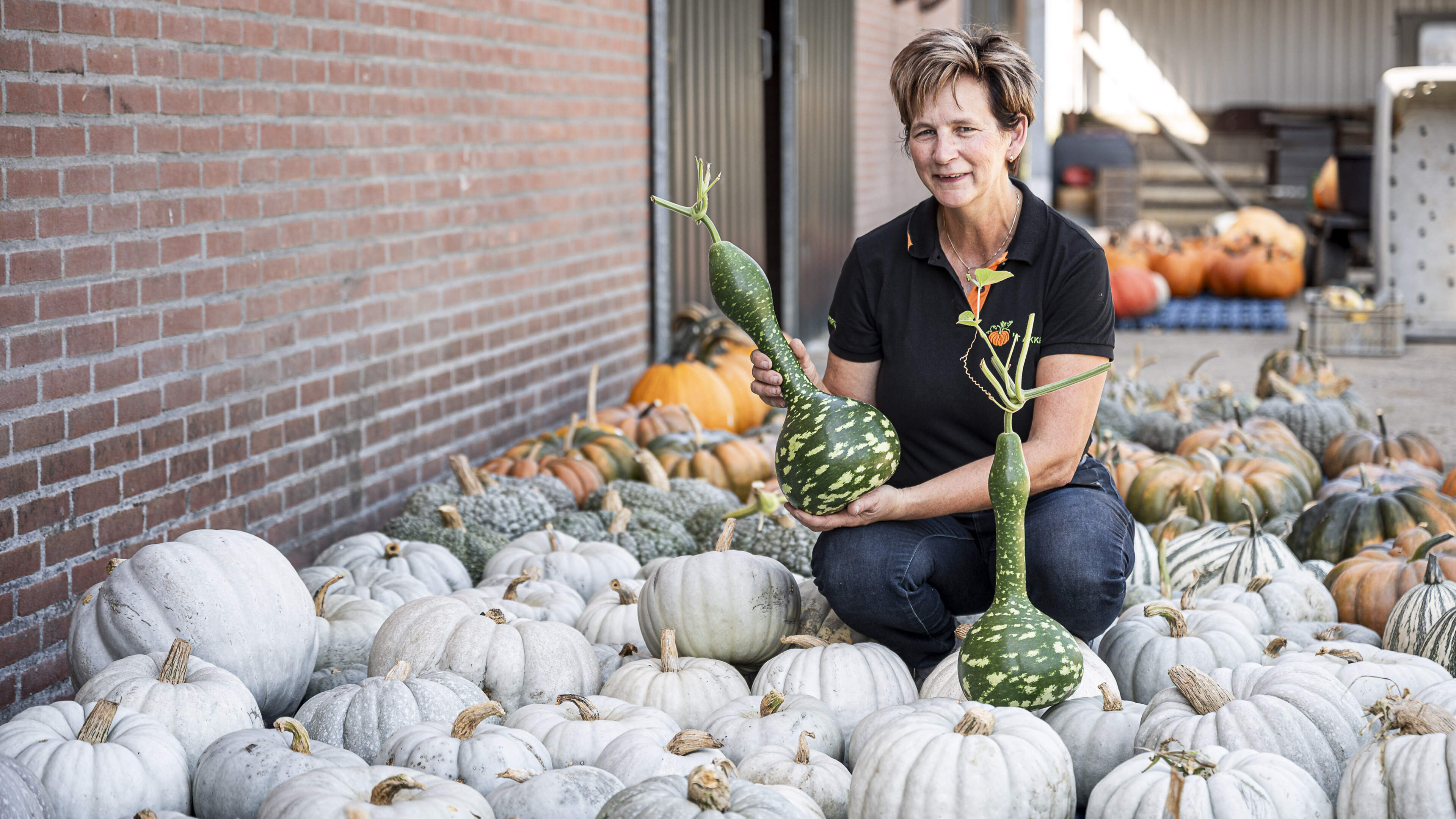Petra (57) kweekt in Sint Odiliënberg meer dan 150 soorten pompoenen: ‘Ik wil laten zien wat je niet
