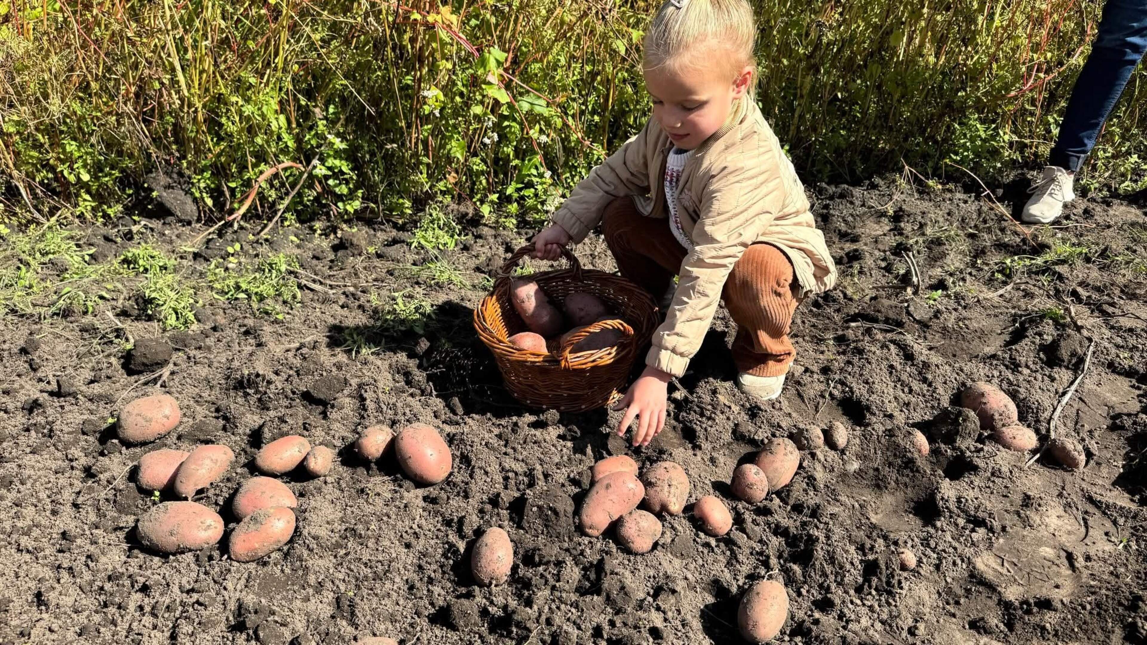 Gezellige en leerzame jaarlijkse Aardappeldag bij Museum de Locht