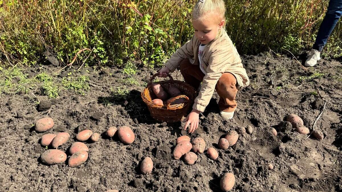 Afbeelding bij Gezellige en leerzame jaarlijkse Aardappeldag bij Museum de Locht