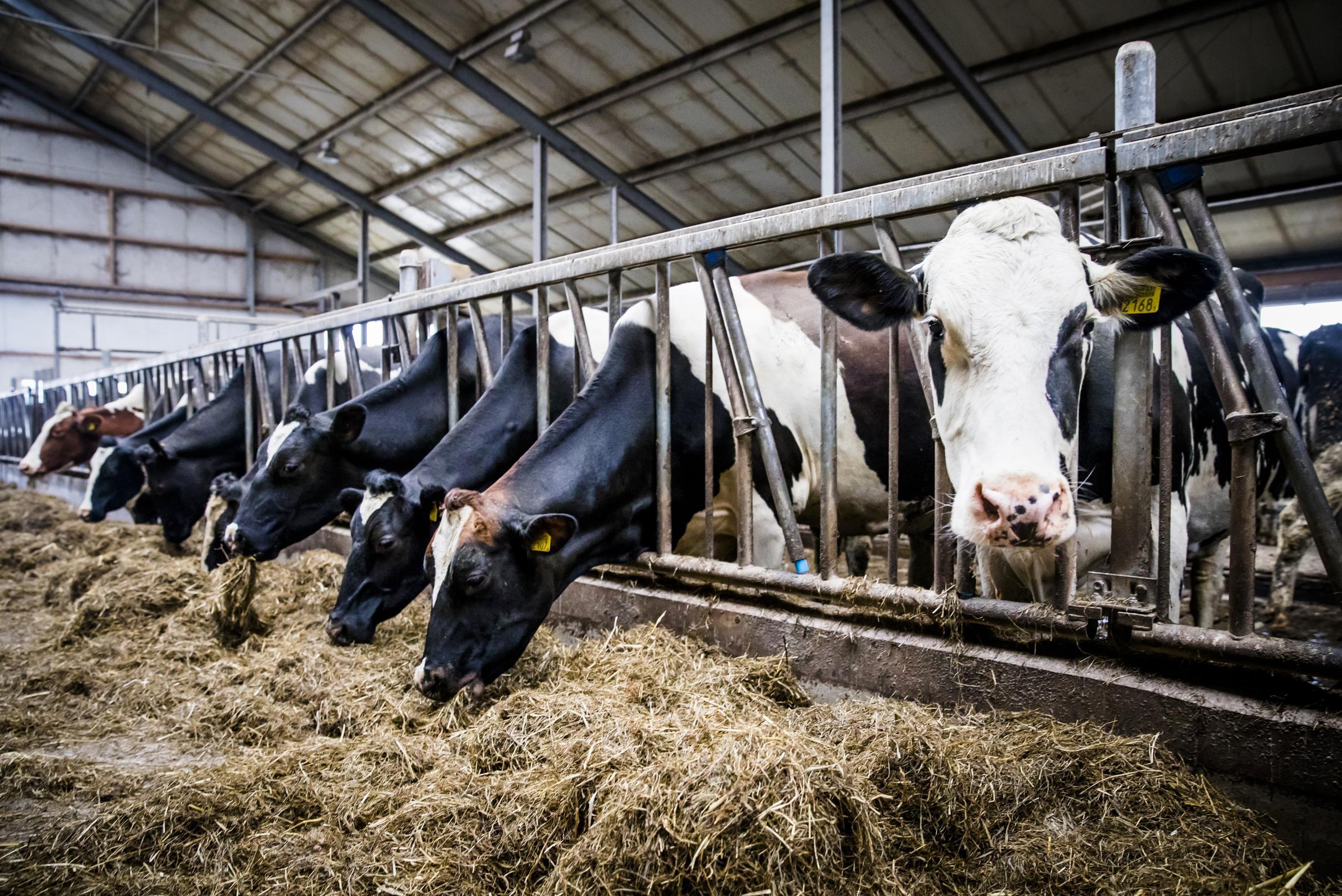Melkveehouder Vreba in Vredepeel krijgt alsnog vergunning voor illegale bouwsels: handhaving en ‘boe