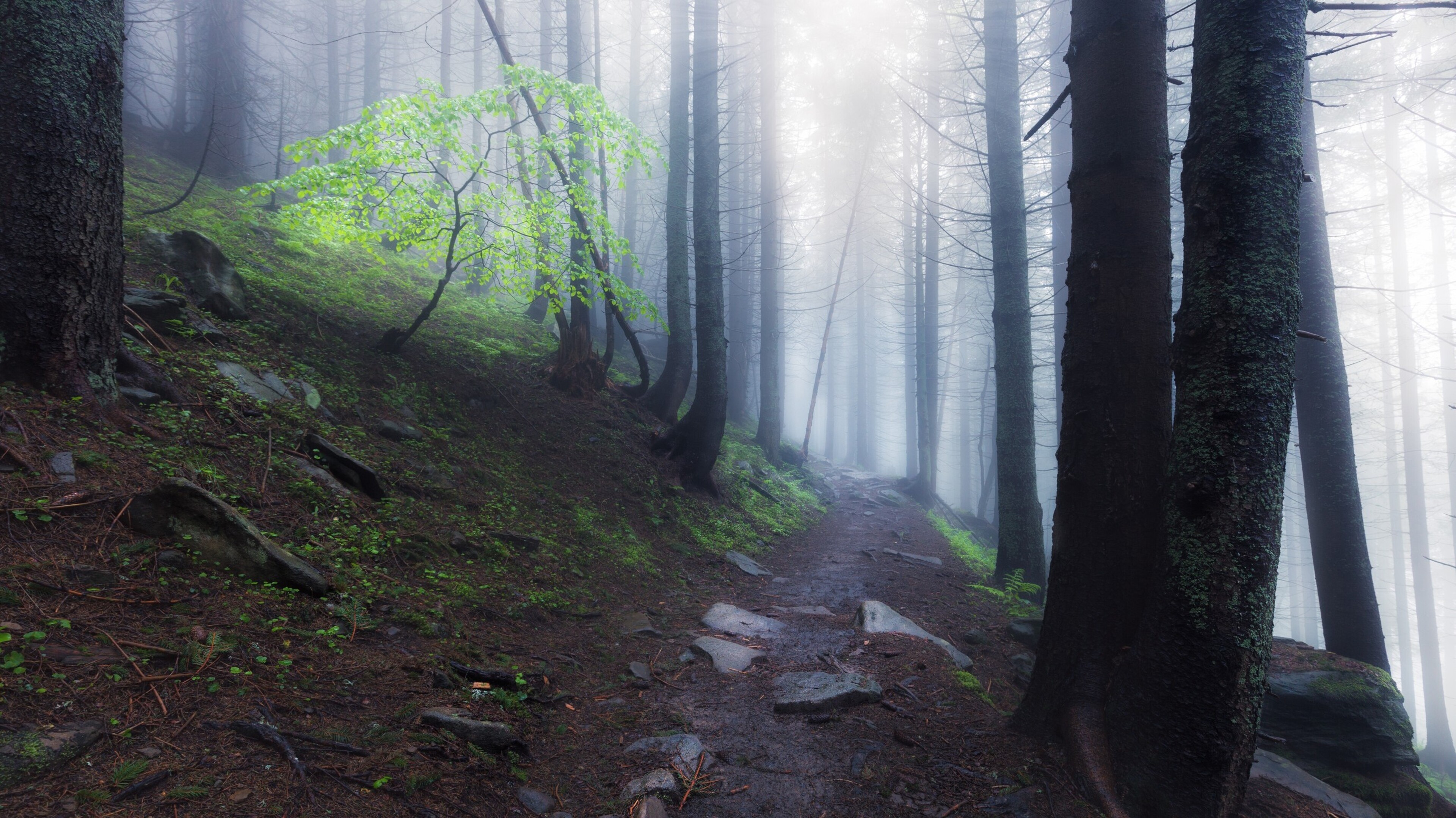 Ontdekkingstocht door de wereld van bomen in klimaatbos Cadier en Keer