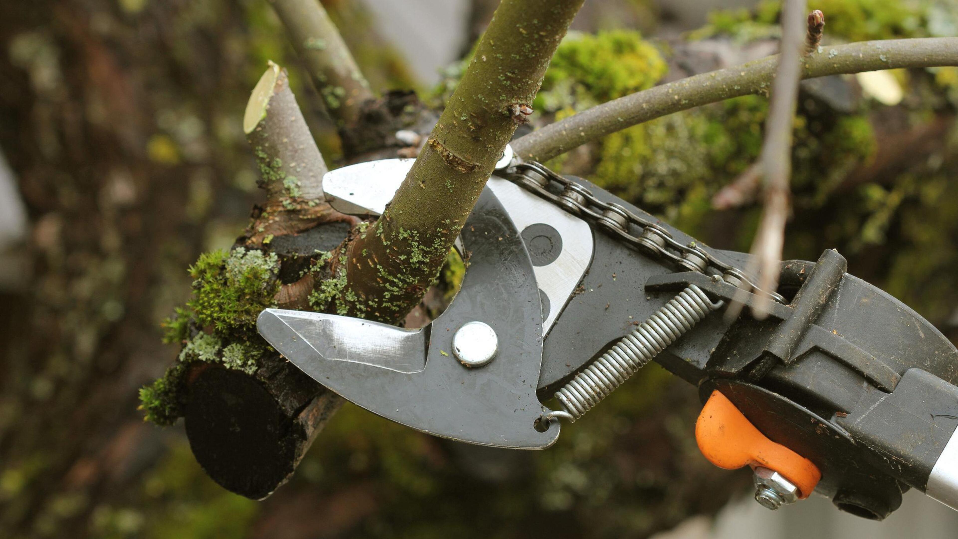 Vereniging tot Natuurbehoud Cadier en Keer zoekt helpende handen