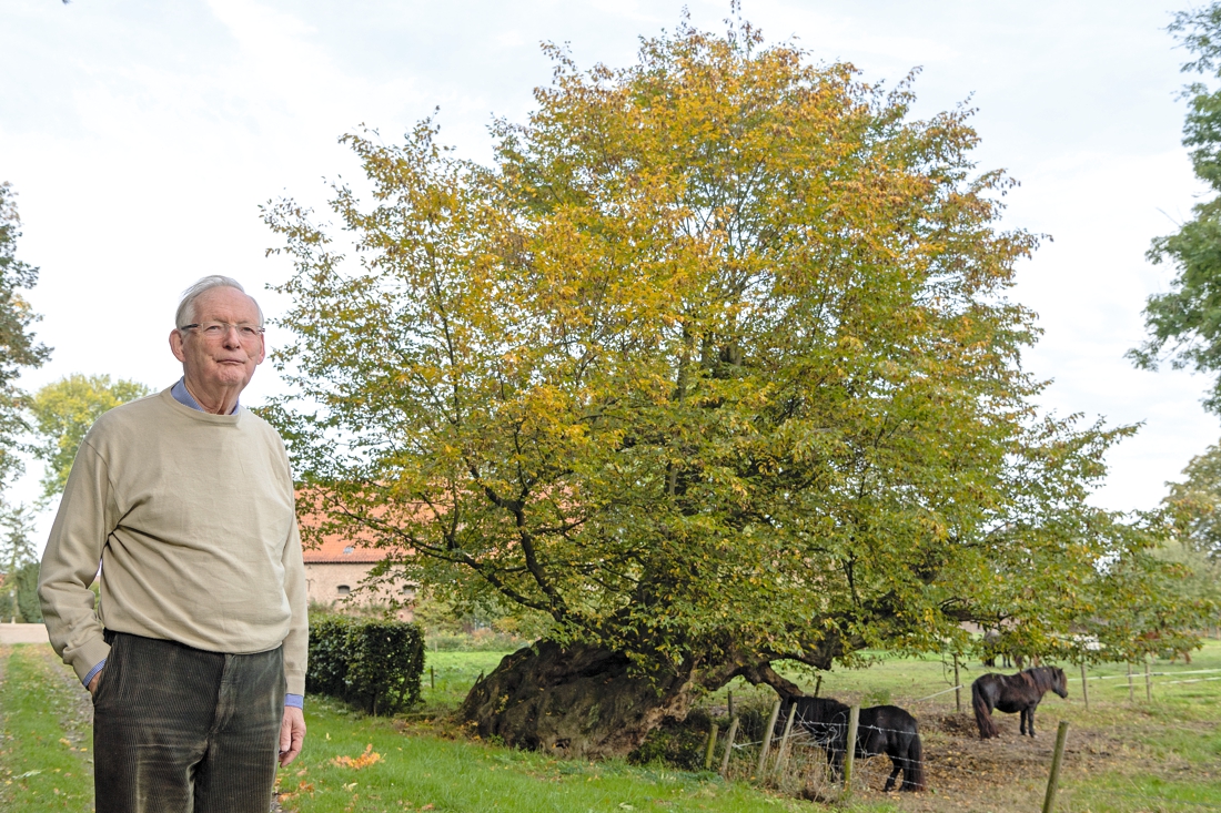 De onderuit gezakte haagbeuk bij Kasteel Horn heeft een onweerstaanbare aantrekkingskracht