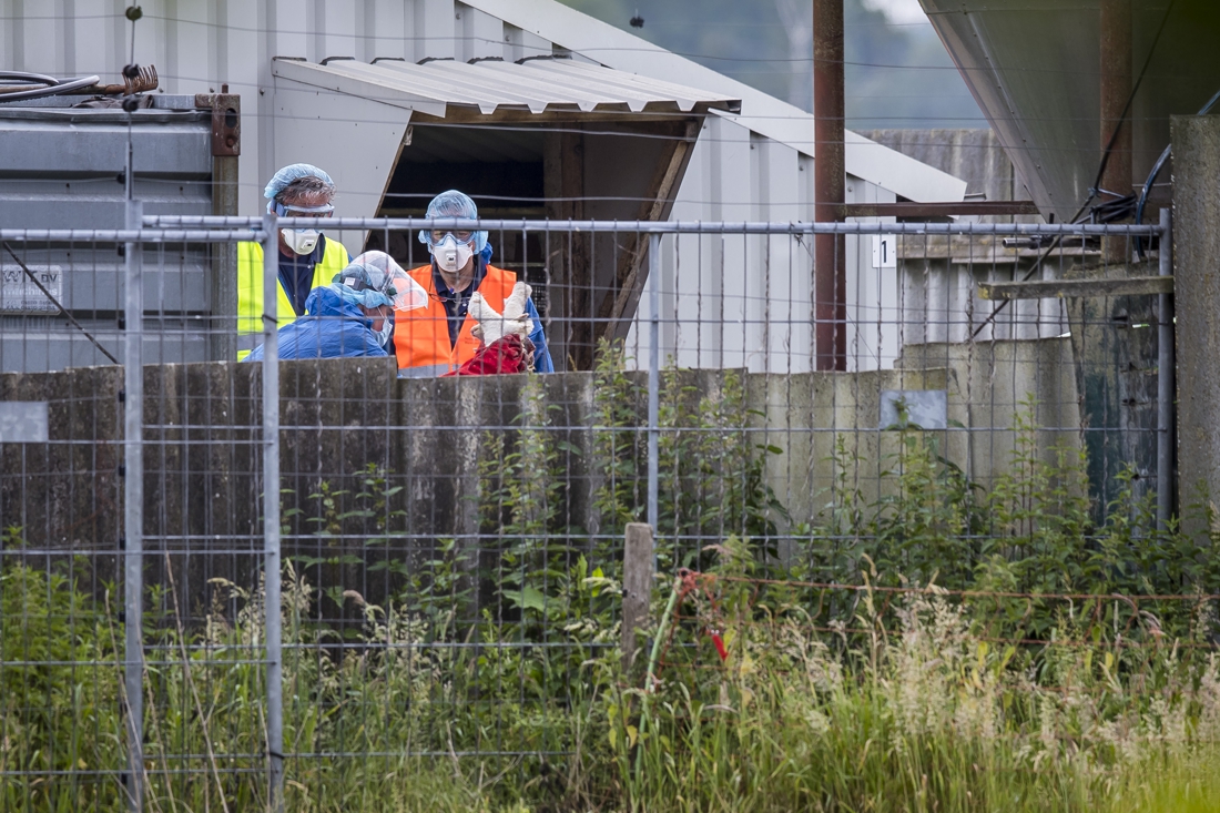 Ook Horster nertsenfokker weet nu: zijn ‘mooie fokstapel’ is in maart weg