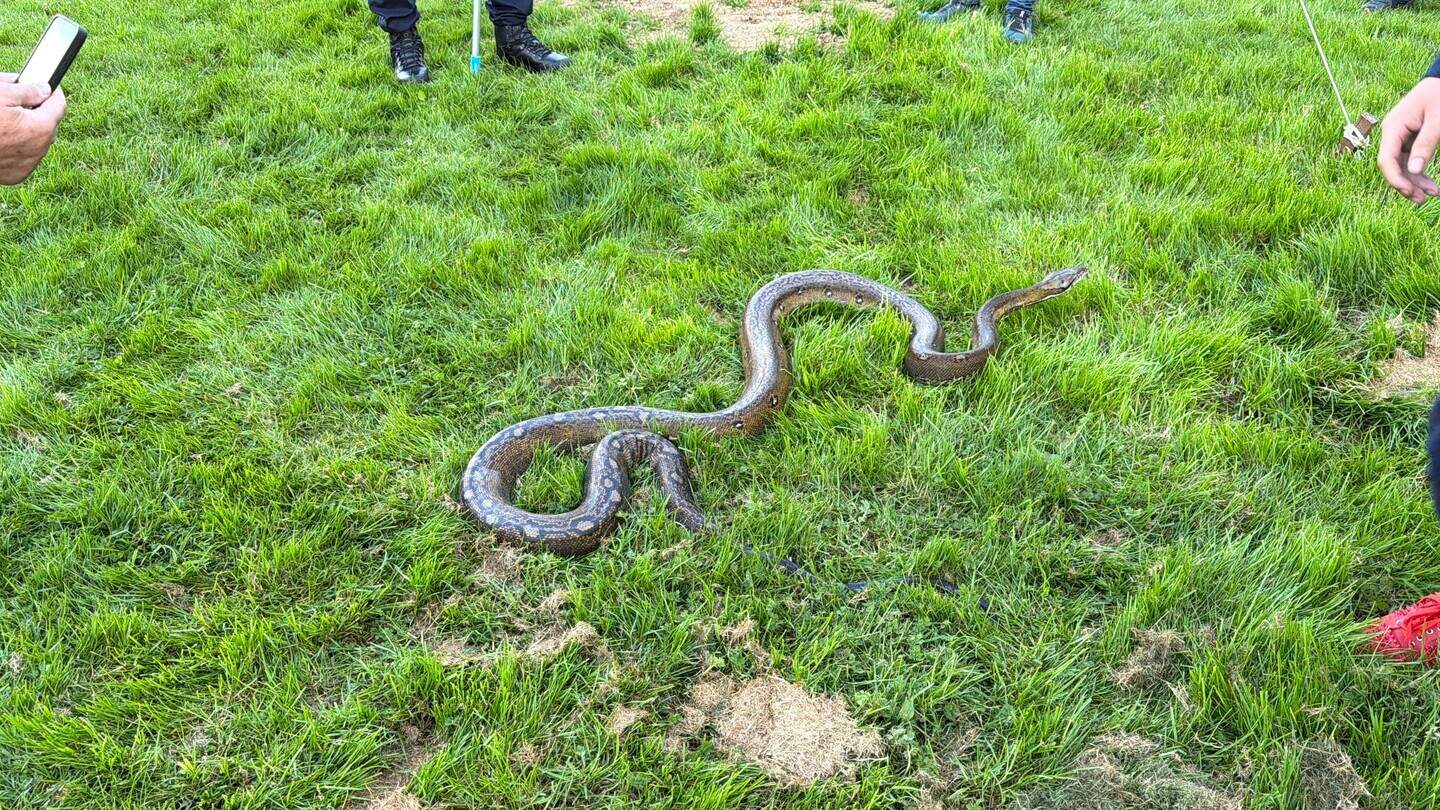 enorme tijgerpython in oosterbeek stelt experts voor... Uitgebroken python in Vaals aangetroffen na tip buurtbewoners | De ...