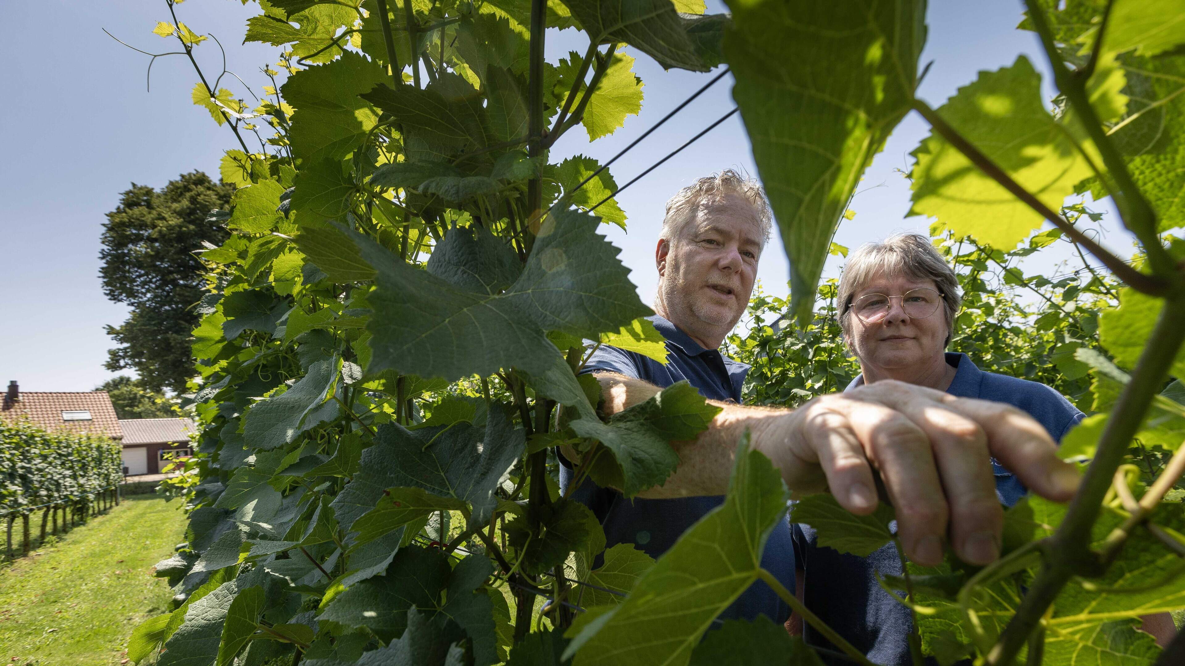 Nieuwe opleiding voor wijnbouwers in Limburg: ‘Behoefte aan vakkundig personeel neemt toe’