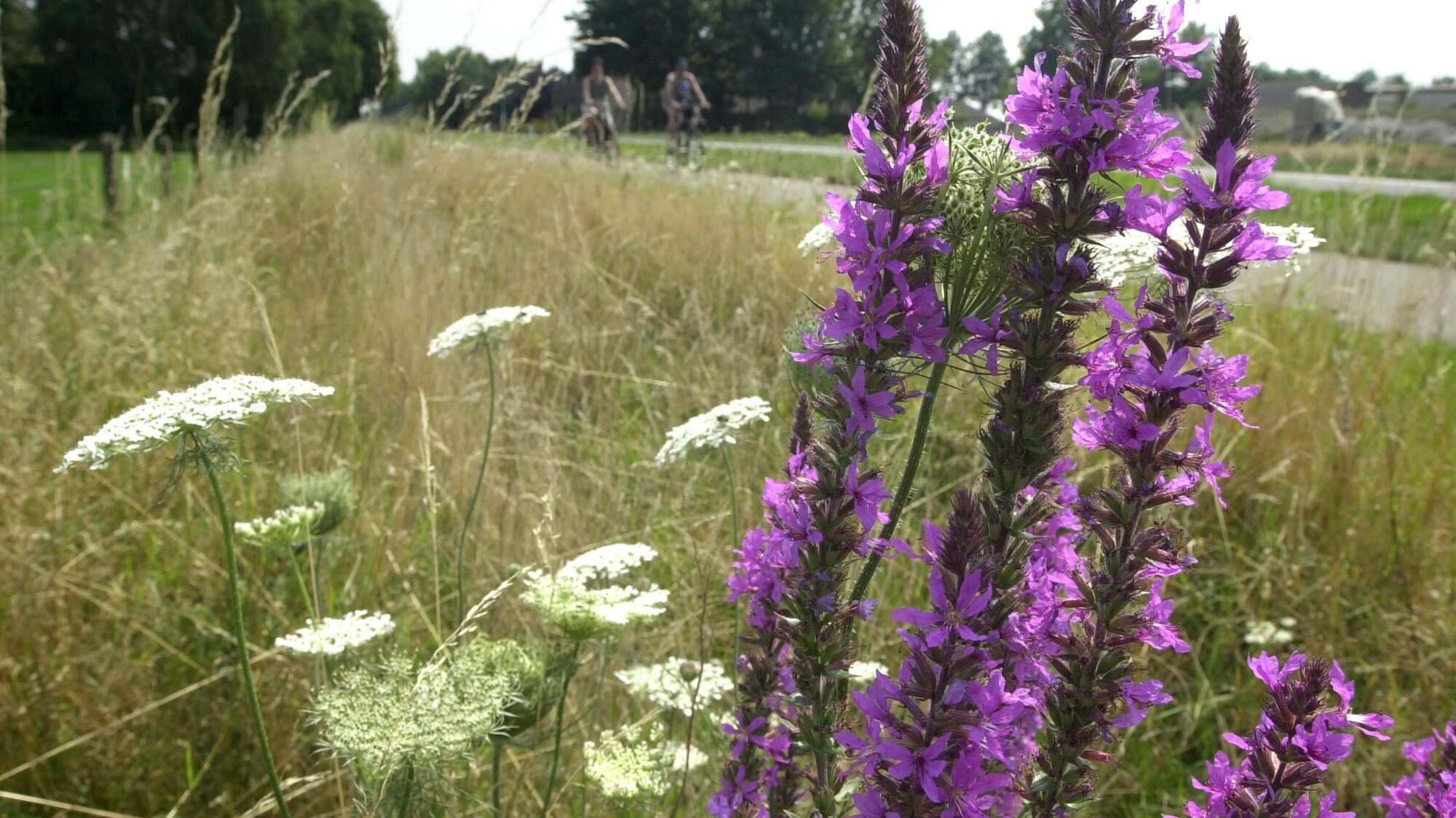 Gemeente Sittard-Geleen roept inwoners op mee te denken over plekken voor bloemenlinten
