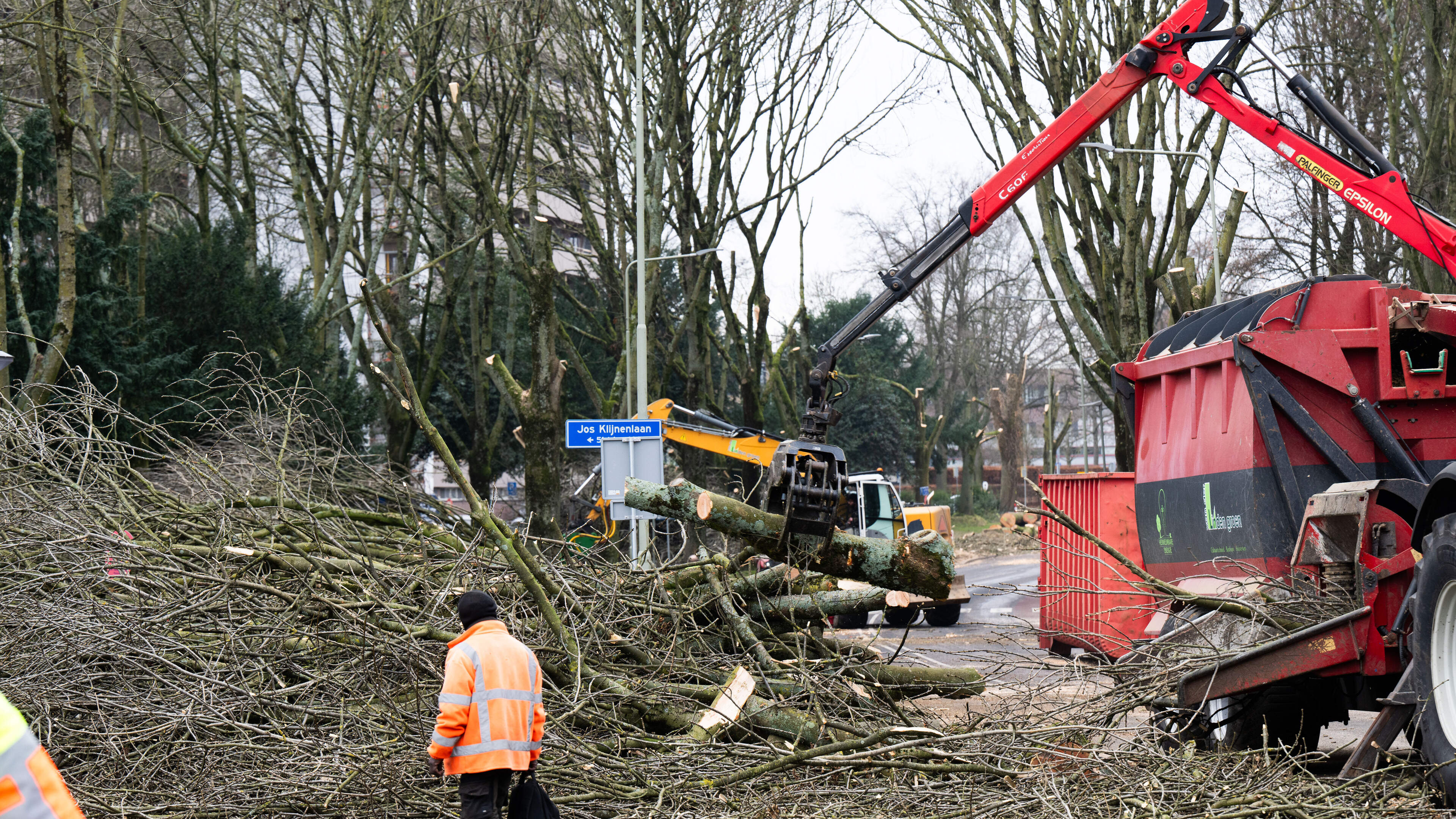 Wederom forse bomenkap in Sittard-Geleen, bomenziekte slaat verder om zich heen