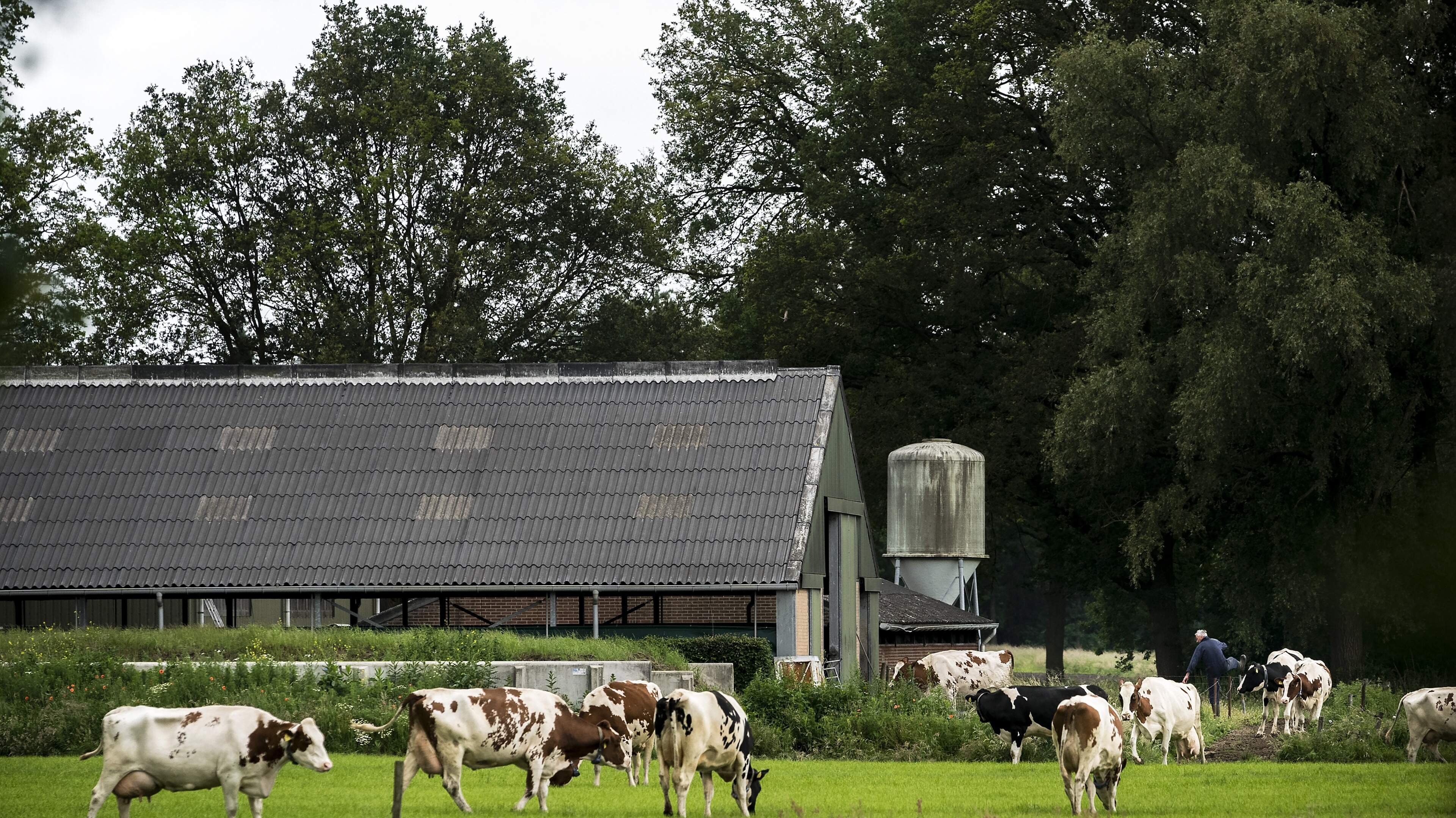 Stikstofplannen gaan Limburgse boeren pijn doen, bieden hoop en roepen vooral veel vragen op