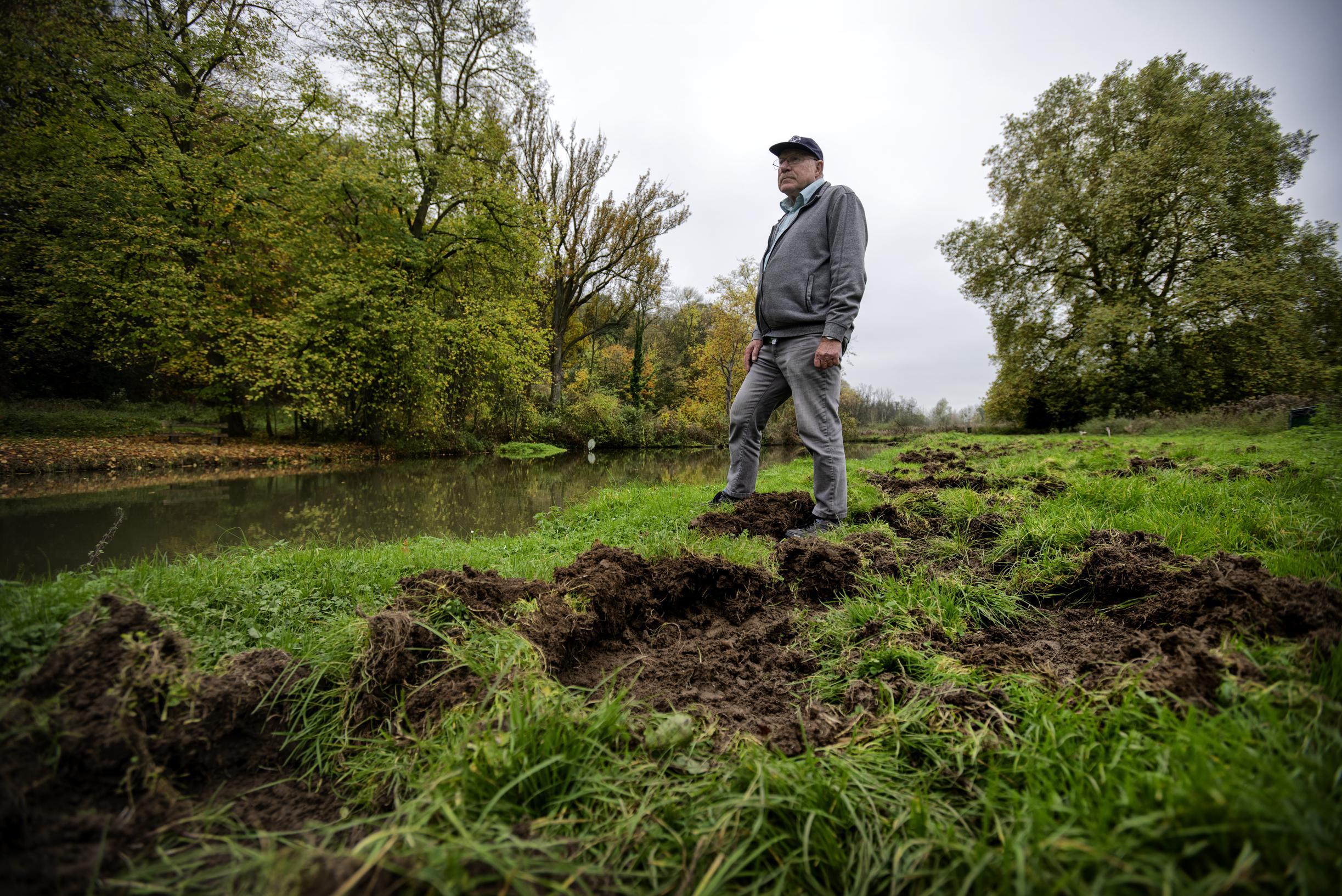 Wilde zwijnen wroeten oever van visvijver kapot bij kasteel Elsloo, vissers ten einde raad: ‘Het lij