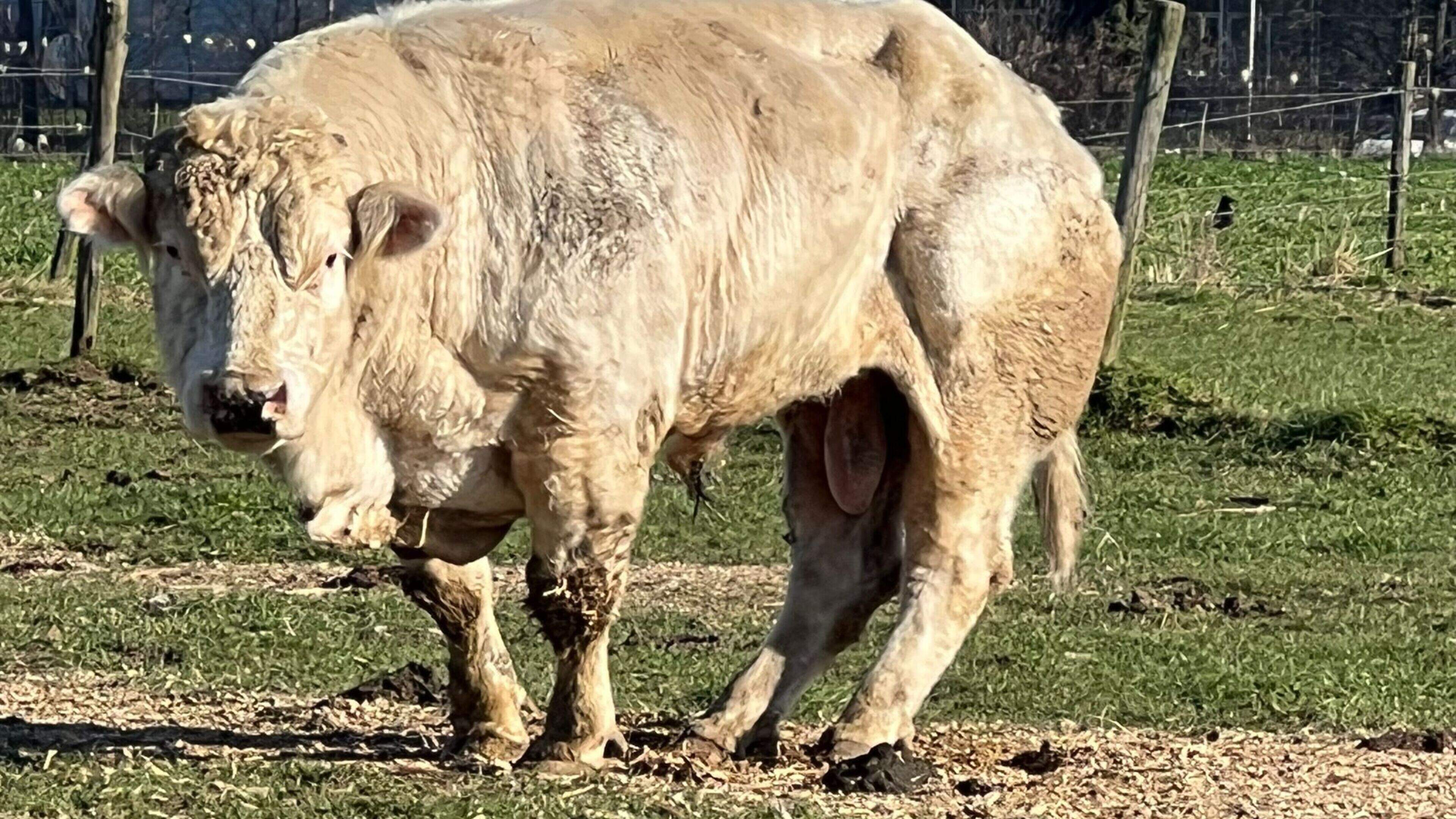 Taakstraf voor veehouder Tonnie R. uit Eijsden voor verwaarlozing stier en hond