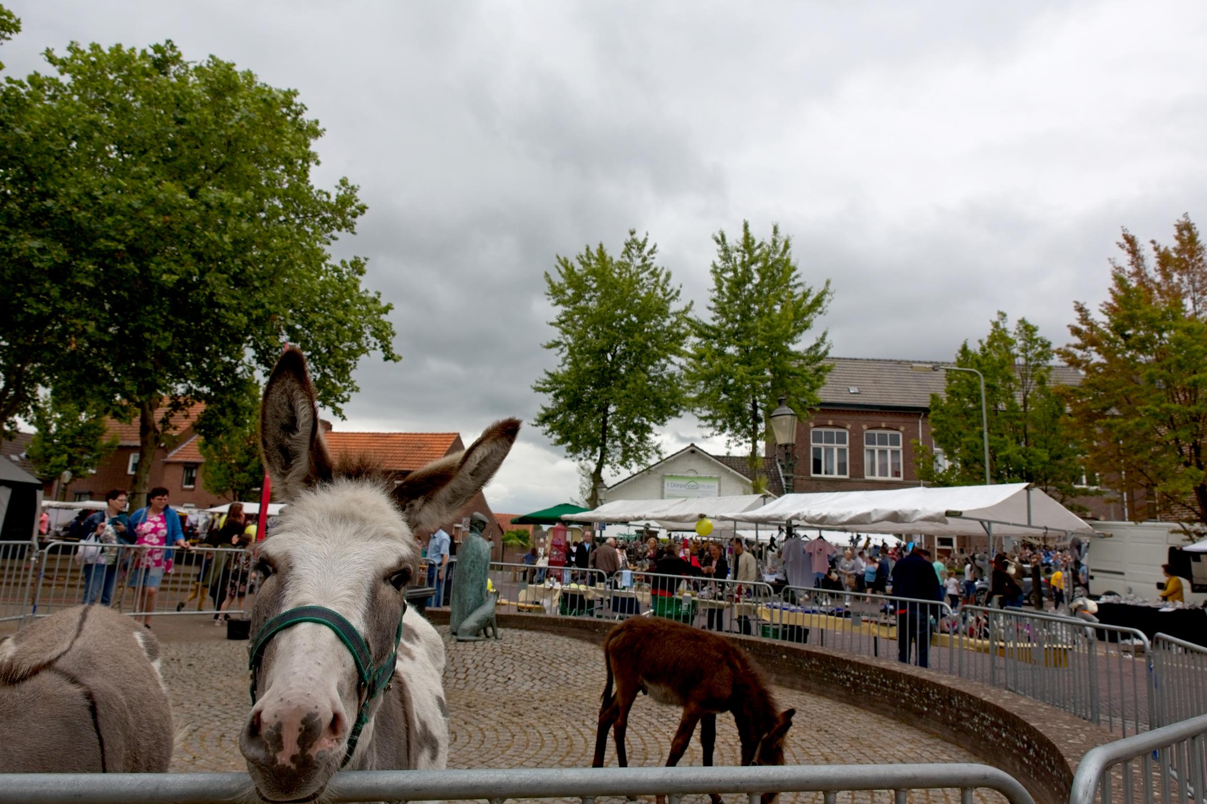 Traditionele Aezelemert met braderie, ezels en kinderattracties