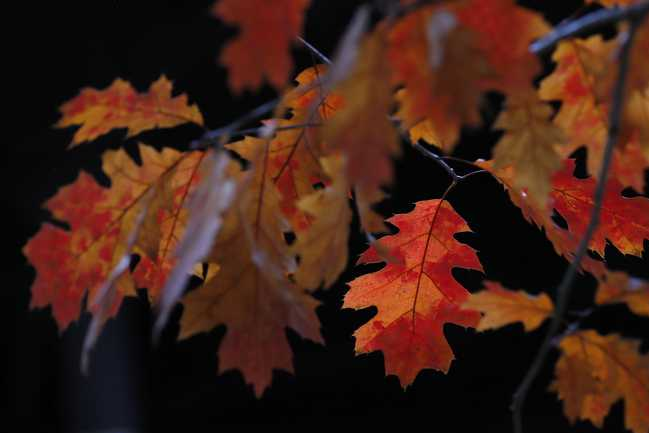 Blaadjes vallen later van bomen door warme september en oktober | De