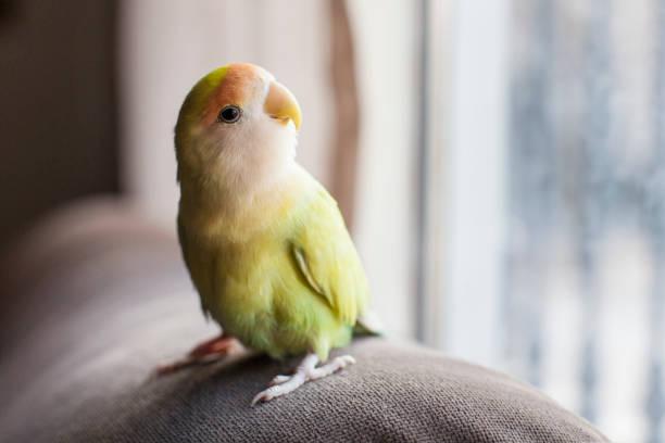 Vogelbeurs VV De Grensvogels in Ittervoort met kanaries en parkieten