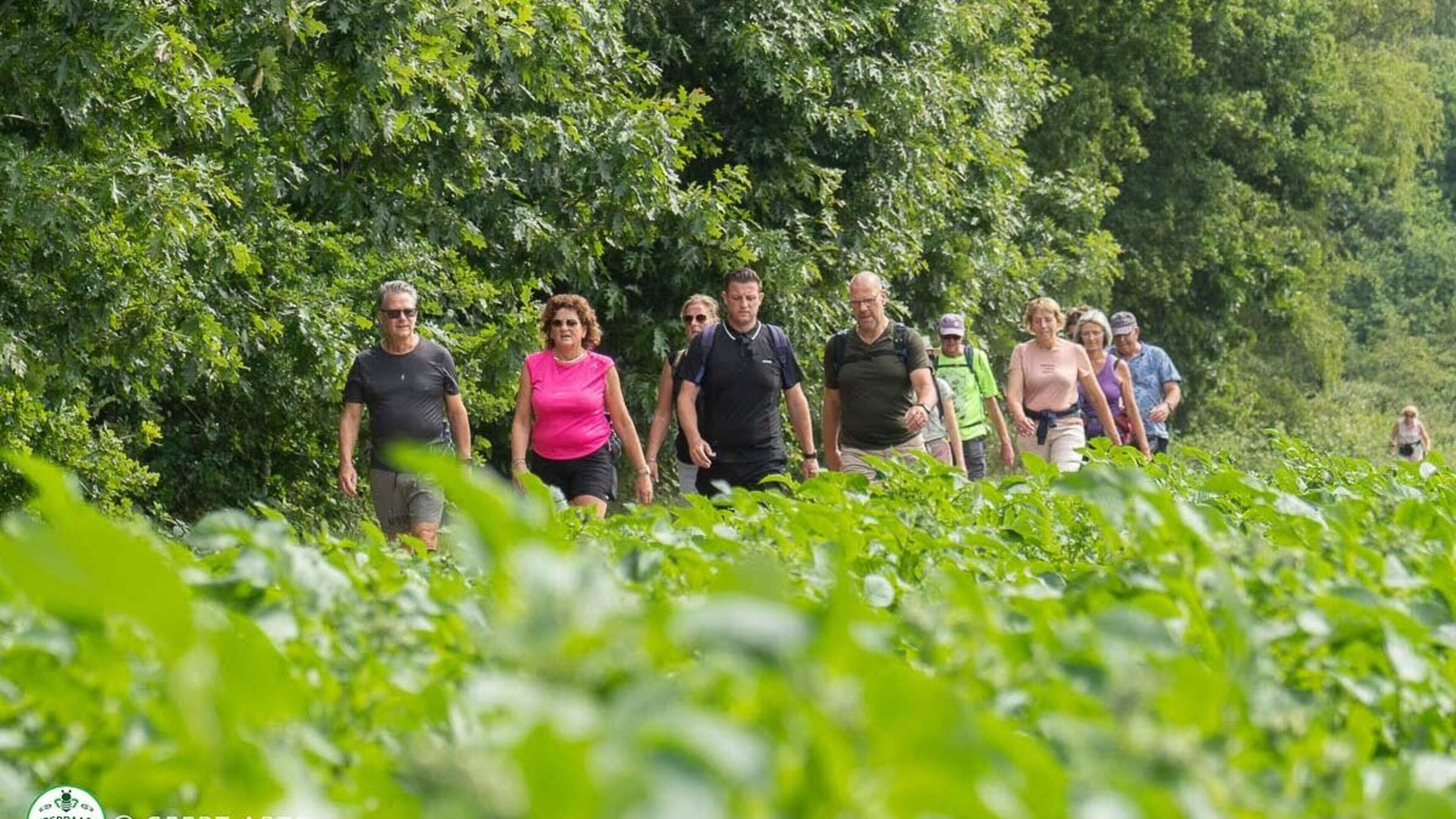 Wandelaars weten waar MWV voor staat: driedaagse van Venray is veel meer dan alleen kilometers maken
