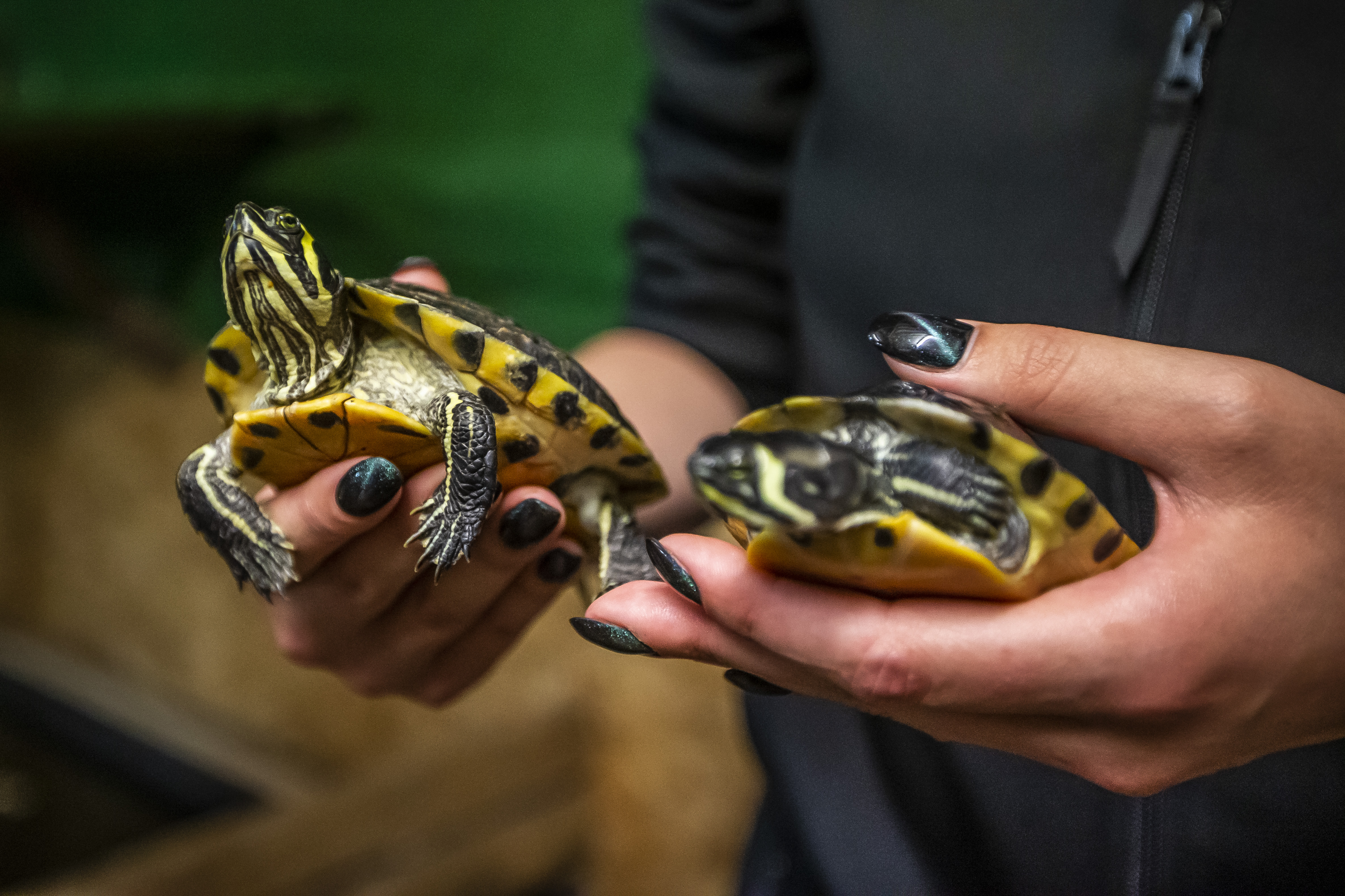 De schildpadden blijven maar komen, maar plek is er niet meer bij Carnivora in Beringe
