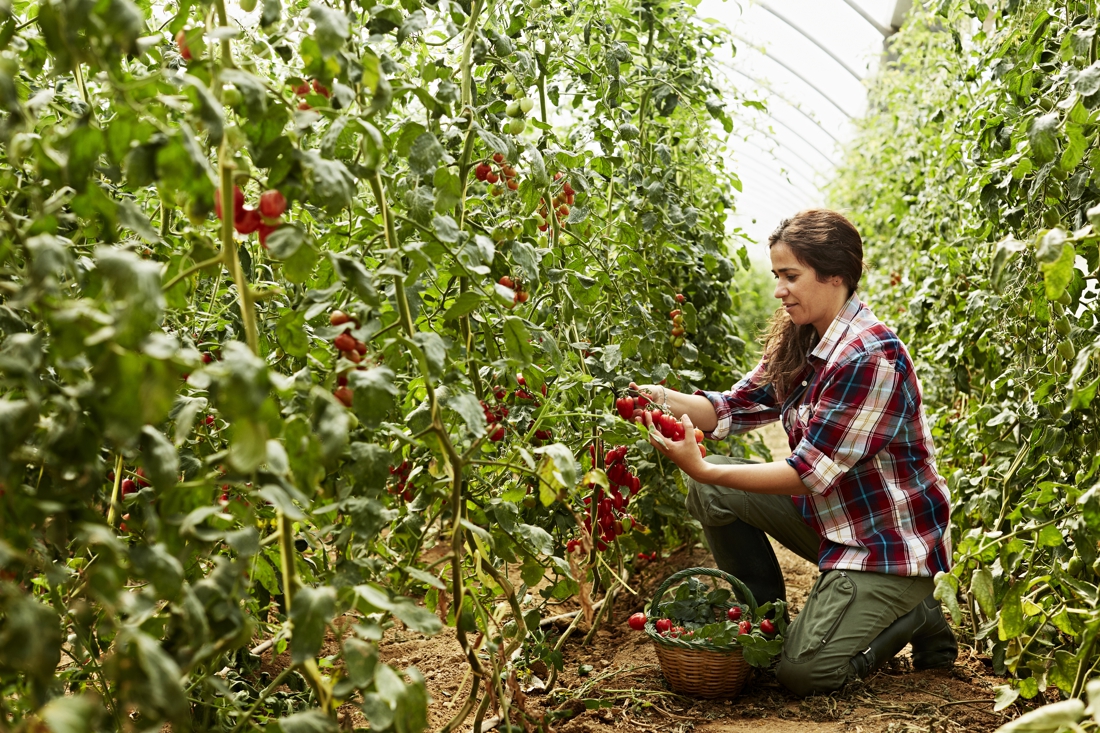 Cao-onderhandelingen tuinzaadbedrijven zitten muurvast