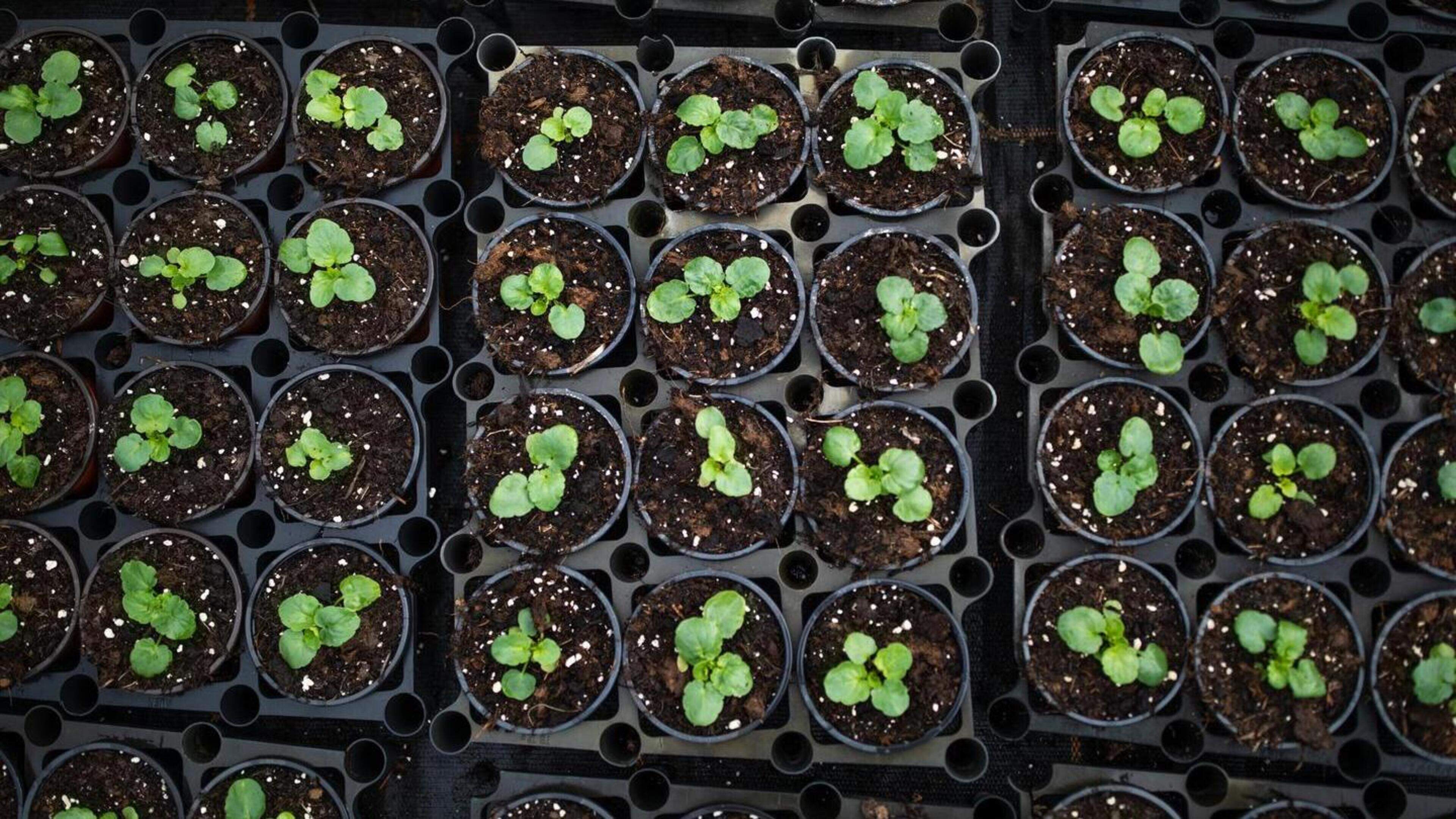 Curator van West Plant Groep in Maasbree hoopt volgende week doorstart van plantenkwekerij te bereik