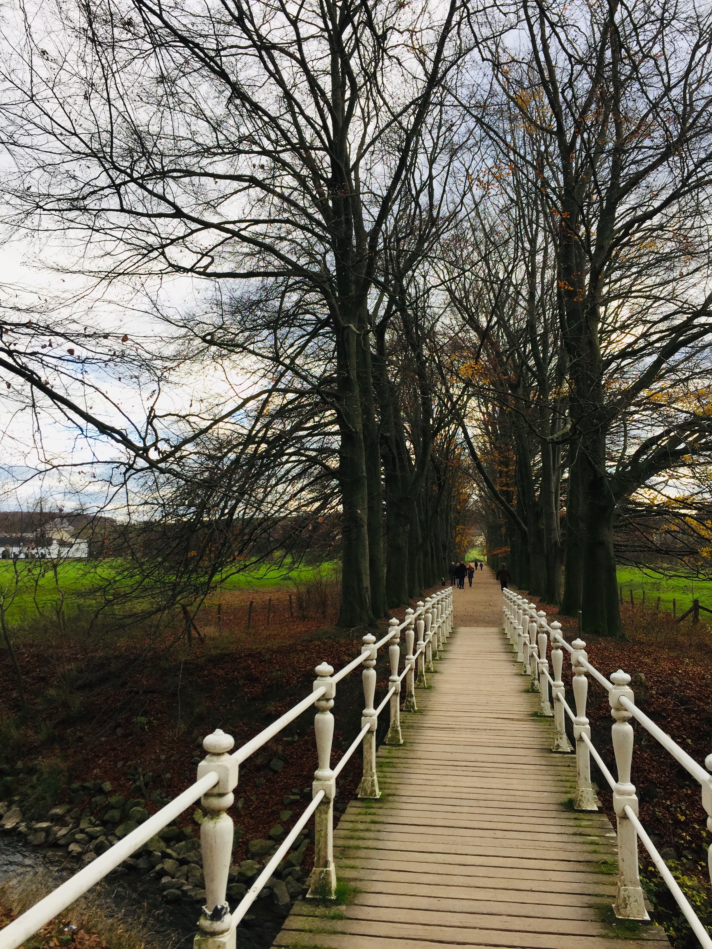 Beukenlaan bij Schaloen tijdelijk dicht voor snoeiwerkzaamheden aan monumentale bomen