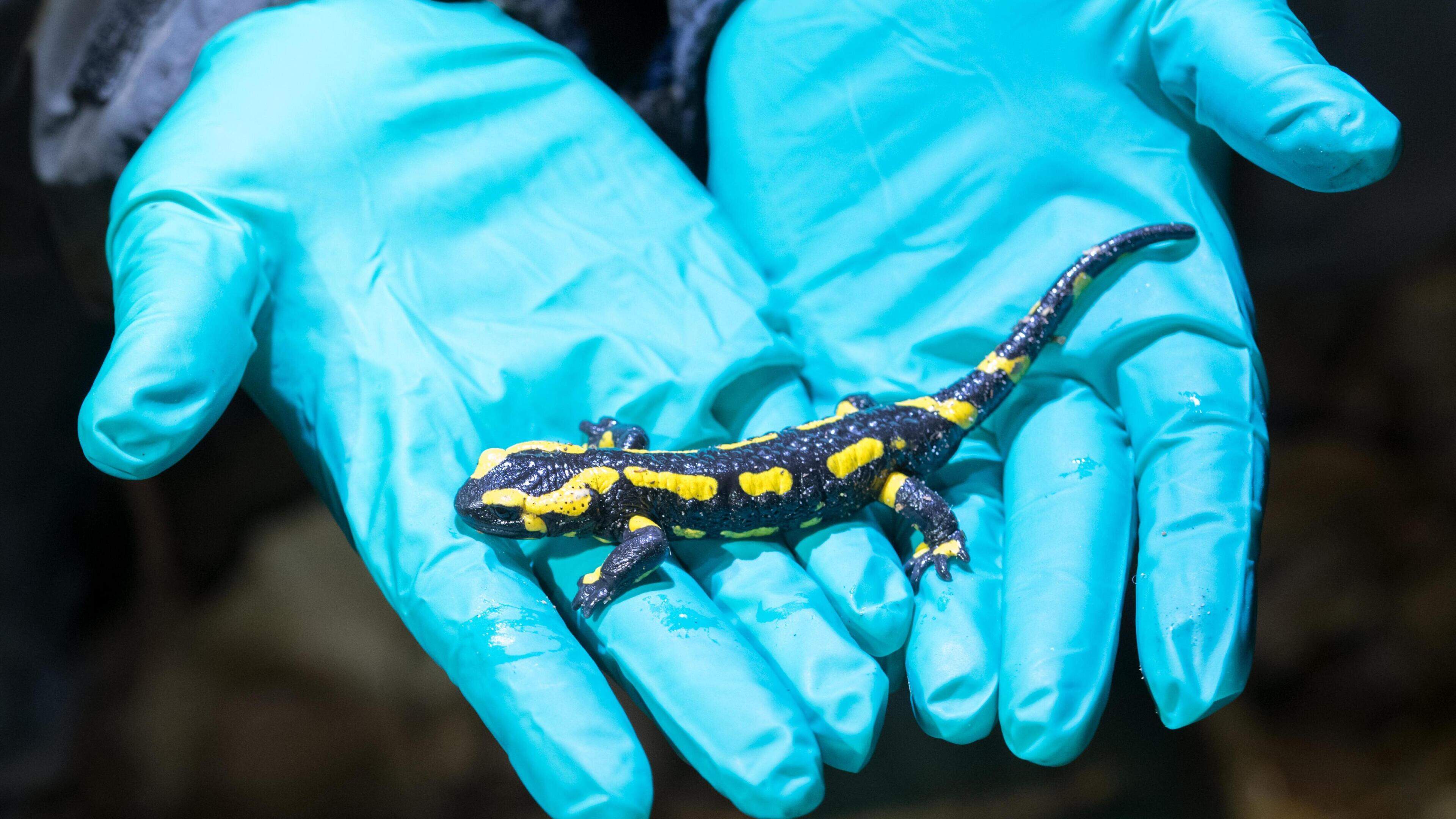 Met de exotische dierenhandel haalden we ‘m naar Limburg, nu helpt deze Aziatische schimmel salamand