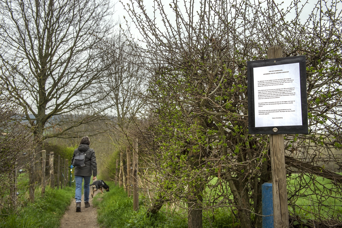 Foutje met subsidie: meidoornhagen blokkeren wandelpaden langs Geul bij Epen