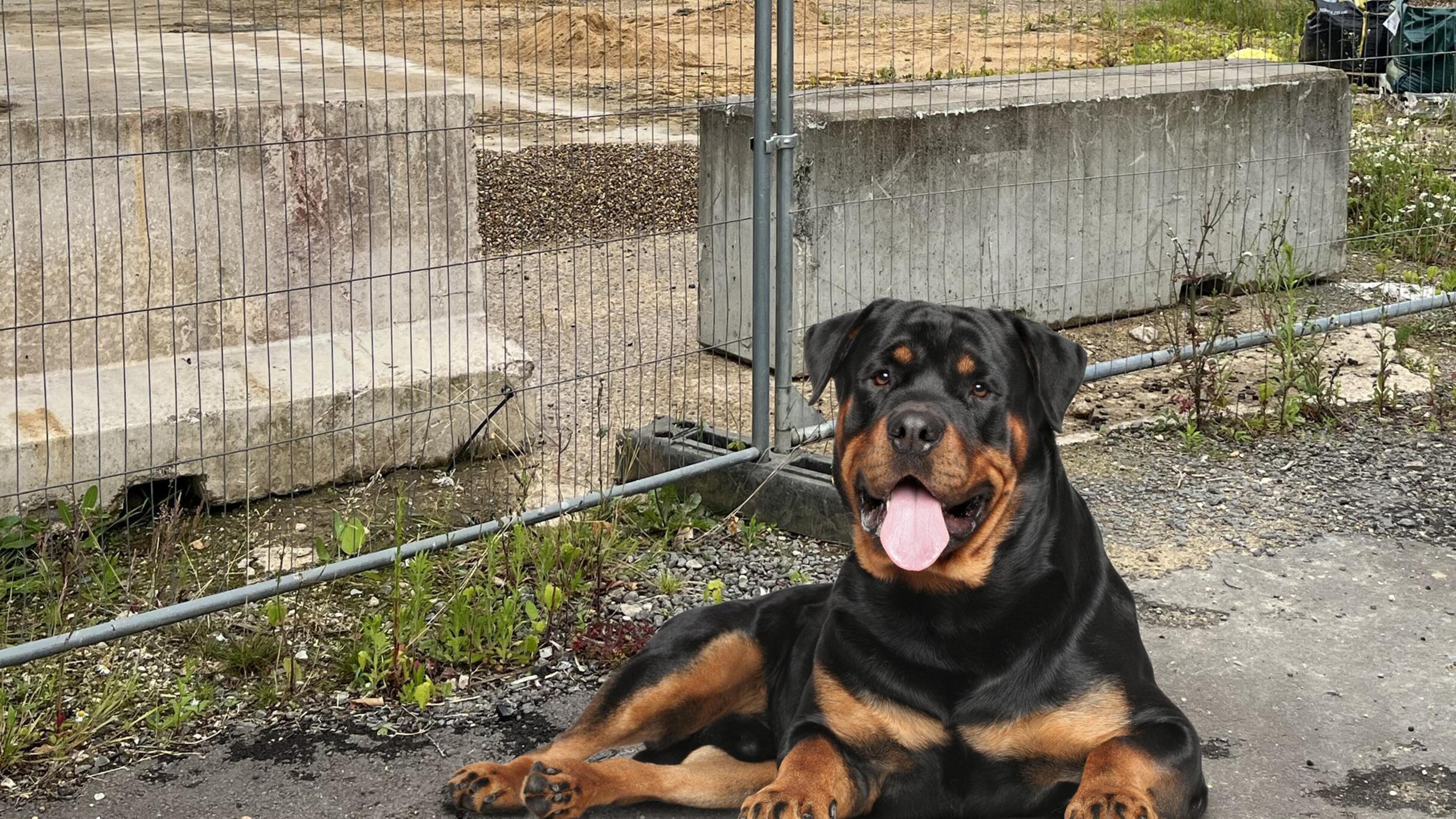 Incident met bijtende hond in Vlodrop is voor de politie afgedaan