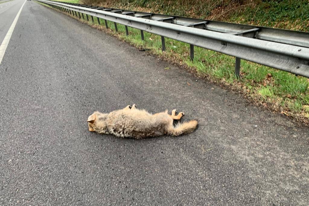 Wolf doodgereden op A2 bij Kelpen-Oler