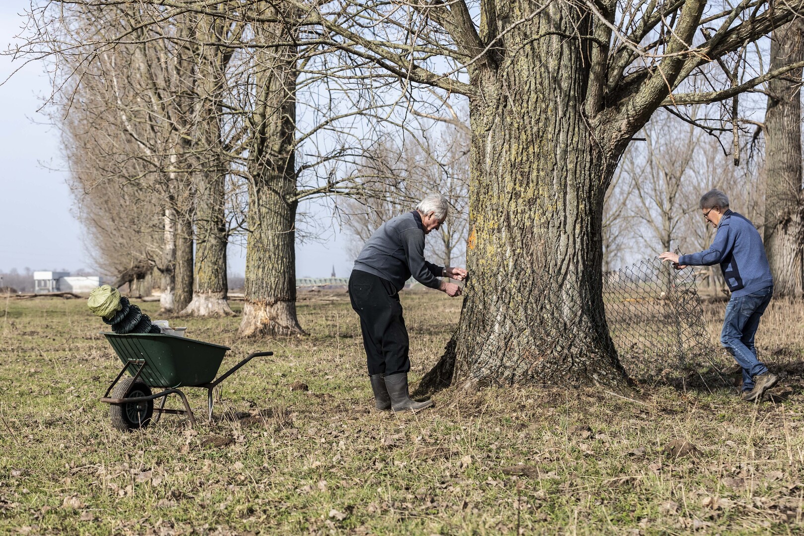 Bewoners zijn wachten beu en beschermen bomen zelf tegen bevers in ...