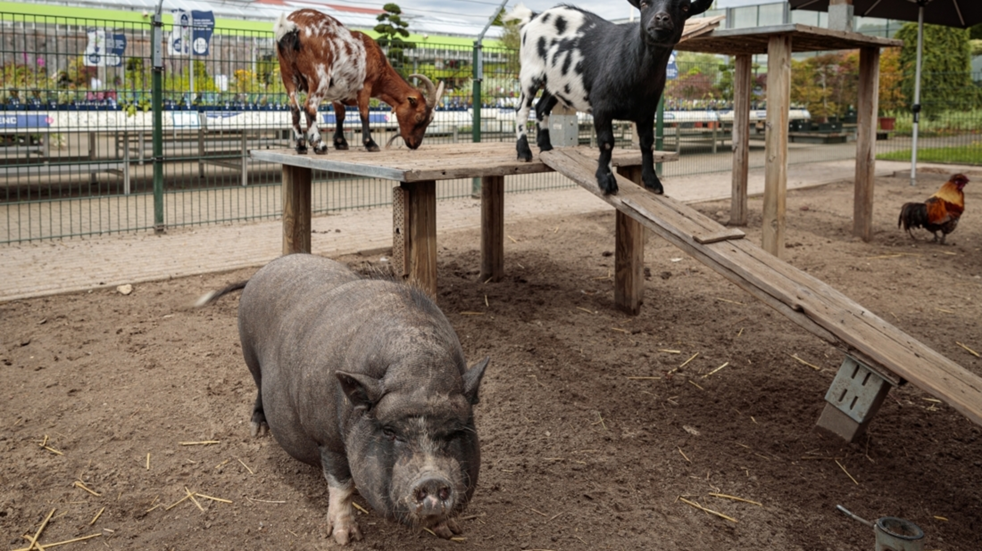 Eigenaar tuincentrum Vlodrop aangeslagen na mishandeling varken: ‘De dieren zijn als huisdieren voor