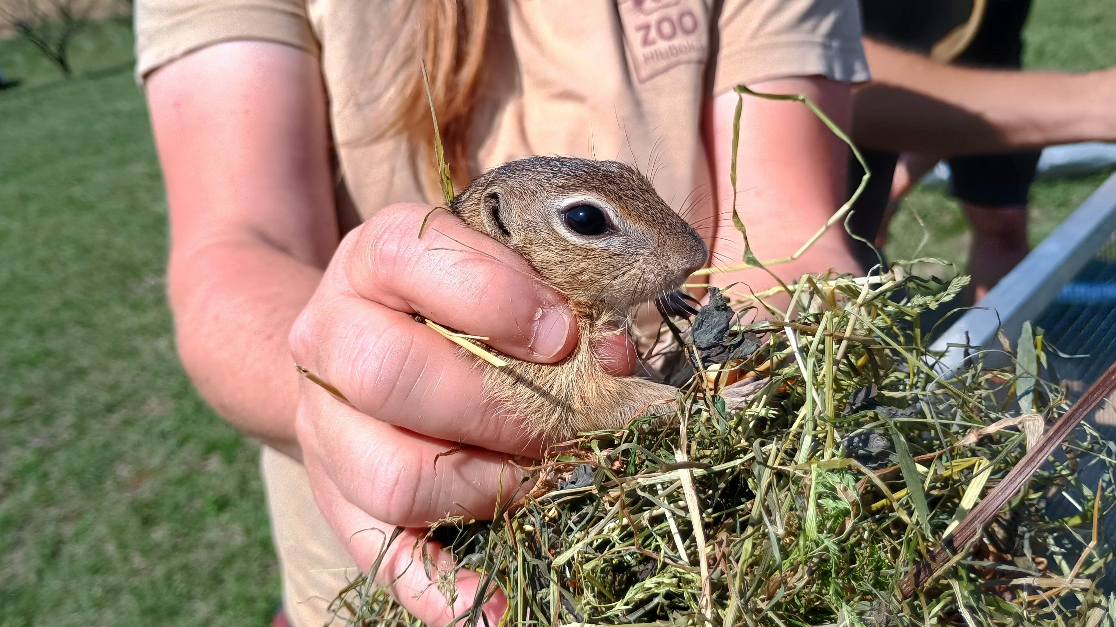 GaiaZOO houdt niet alleen dieren maar zet ze ook uit: twaalf siezels uit Kerkrade vrijgelaten in Tsj