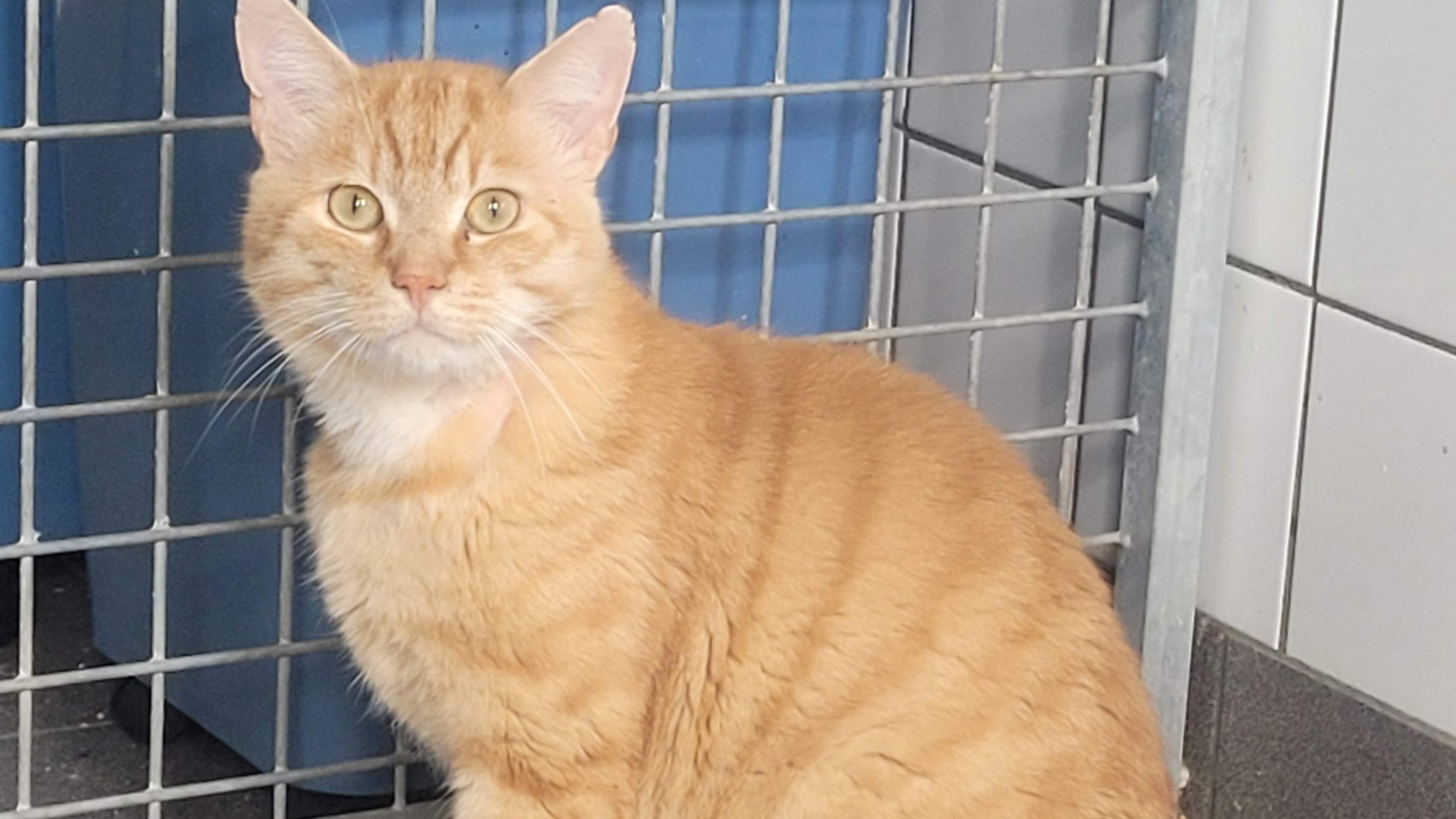 In dierenasiel de Beestenboel hoopt kater Simba op een nieuw thuis; hij houdt van de aandacht van me