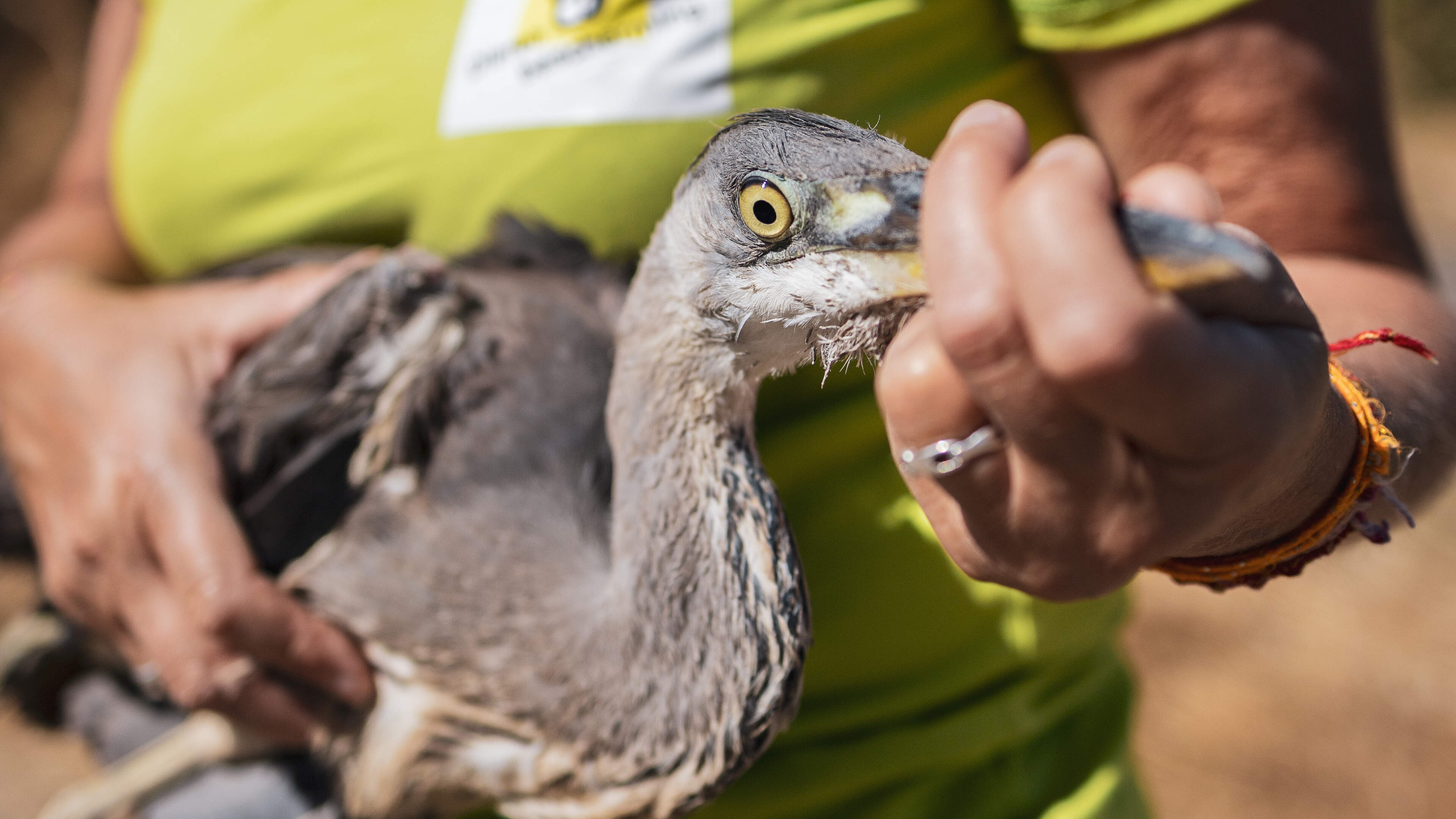Rottende egels en gekookte vogels, zonder Suzan en Harry op de dierenambulance zouden nóg meer beest