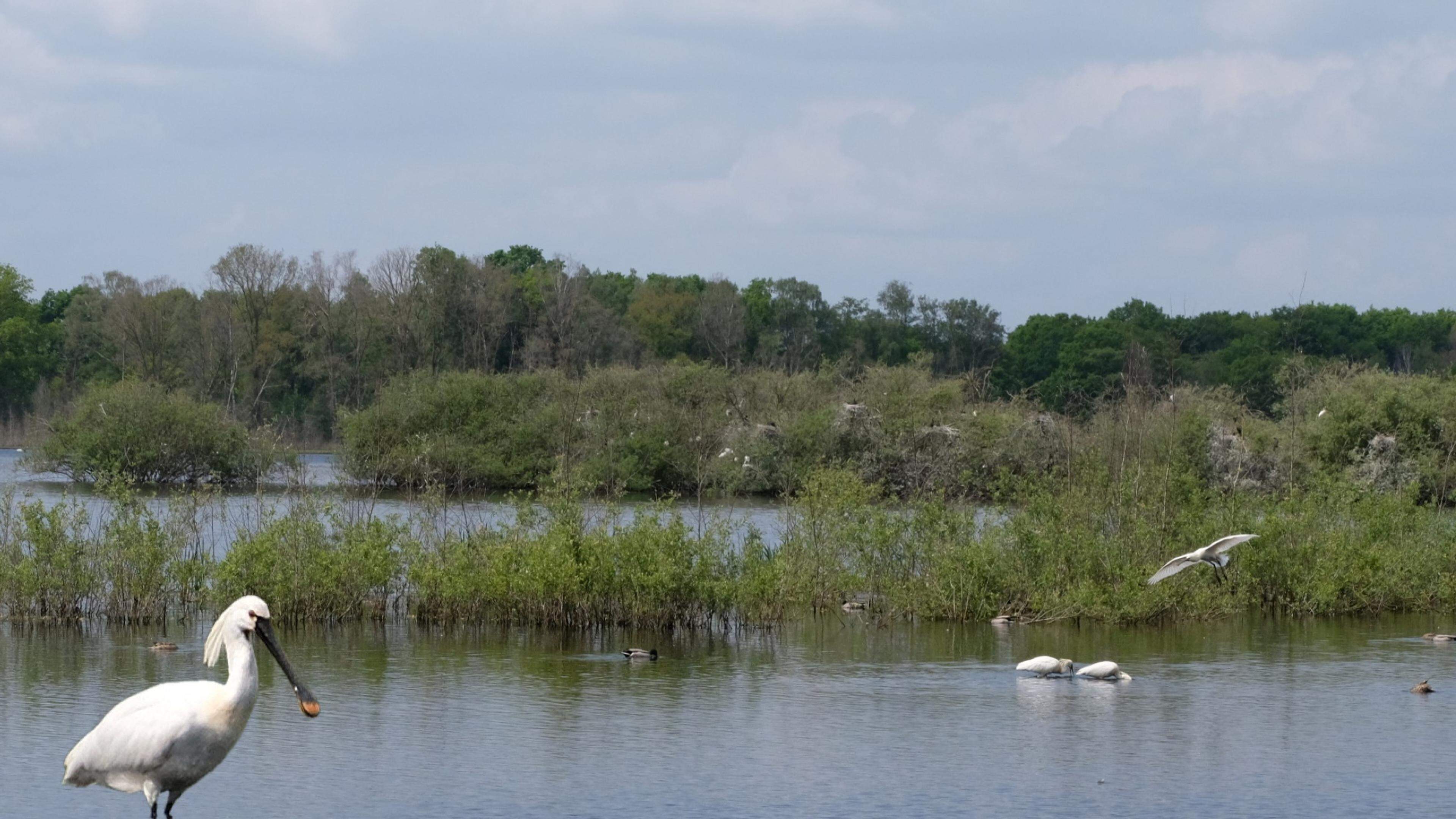 Natuurherstel in De Banen en het Sarsven tussen Nederweert-Eind en Leveroy