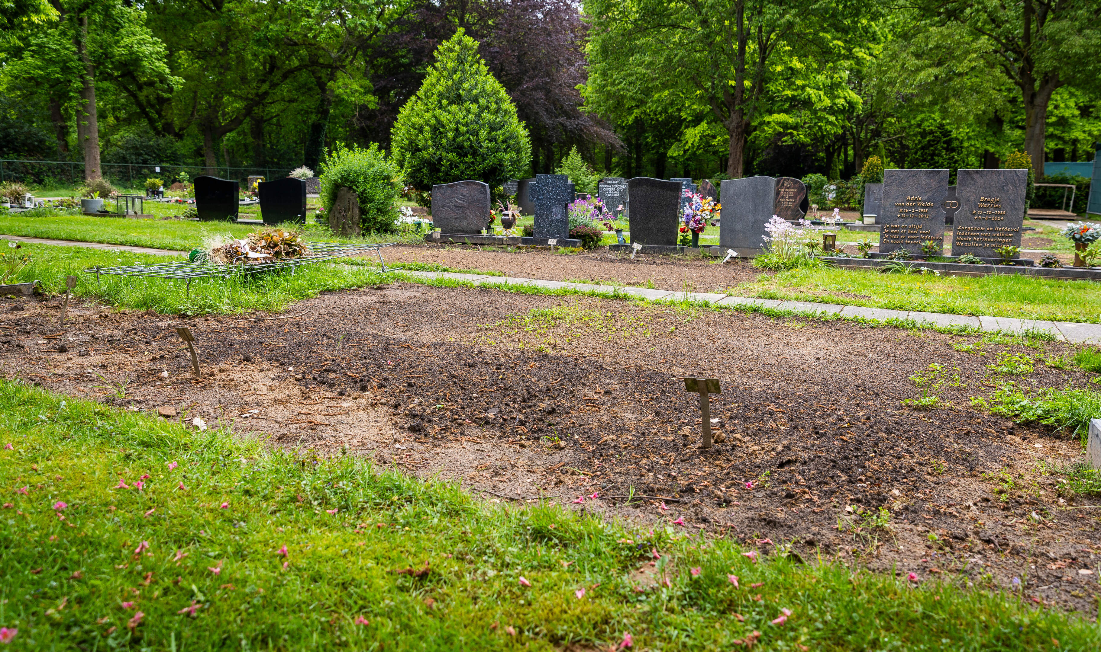 Kaalslag op begraafplaats Reuver, bijna 500 graven worden geruimd: ‘Eerst schrik je wel, maar het ga
