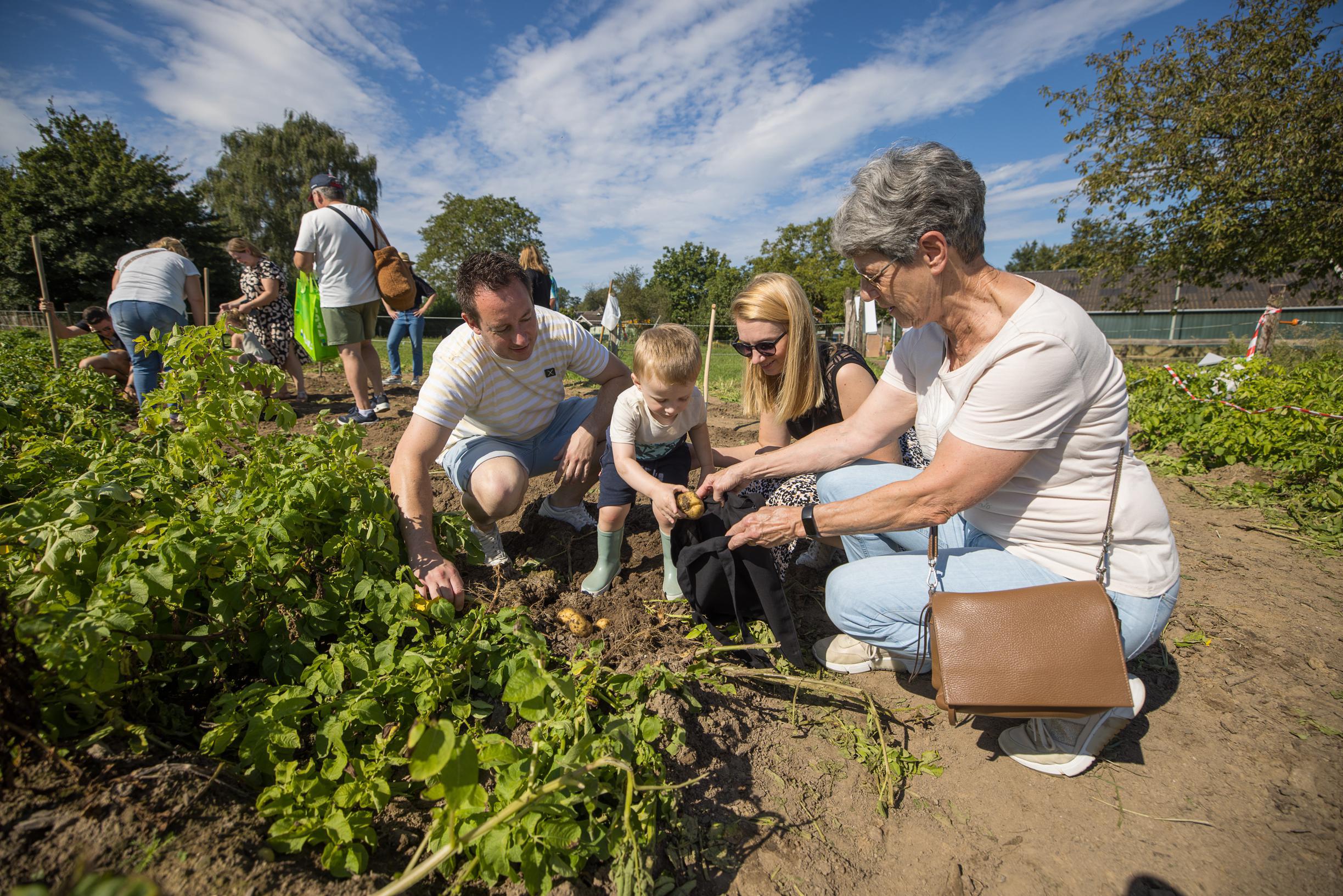 Pieperpower in Bocholtz, gratis aardappelen rooien voor jezelf én de Voedselbank: ‘De kinderen waren