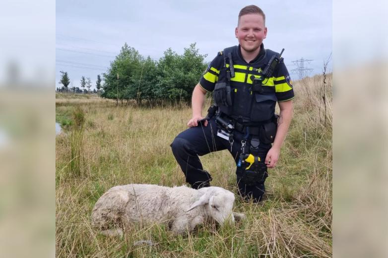 Politie redt schaap van de verdrinkingsdood langs A73 bij Grubbenvorst