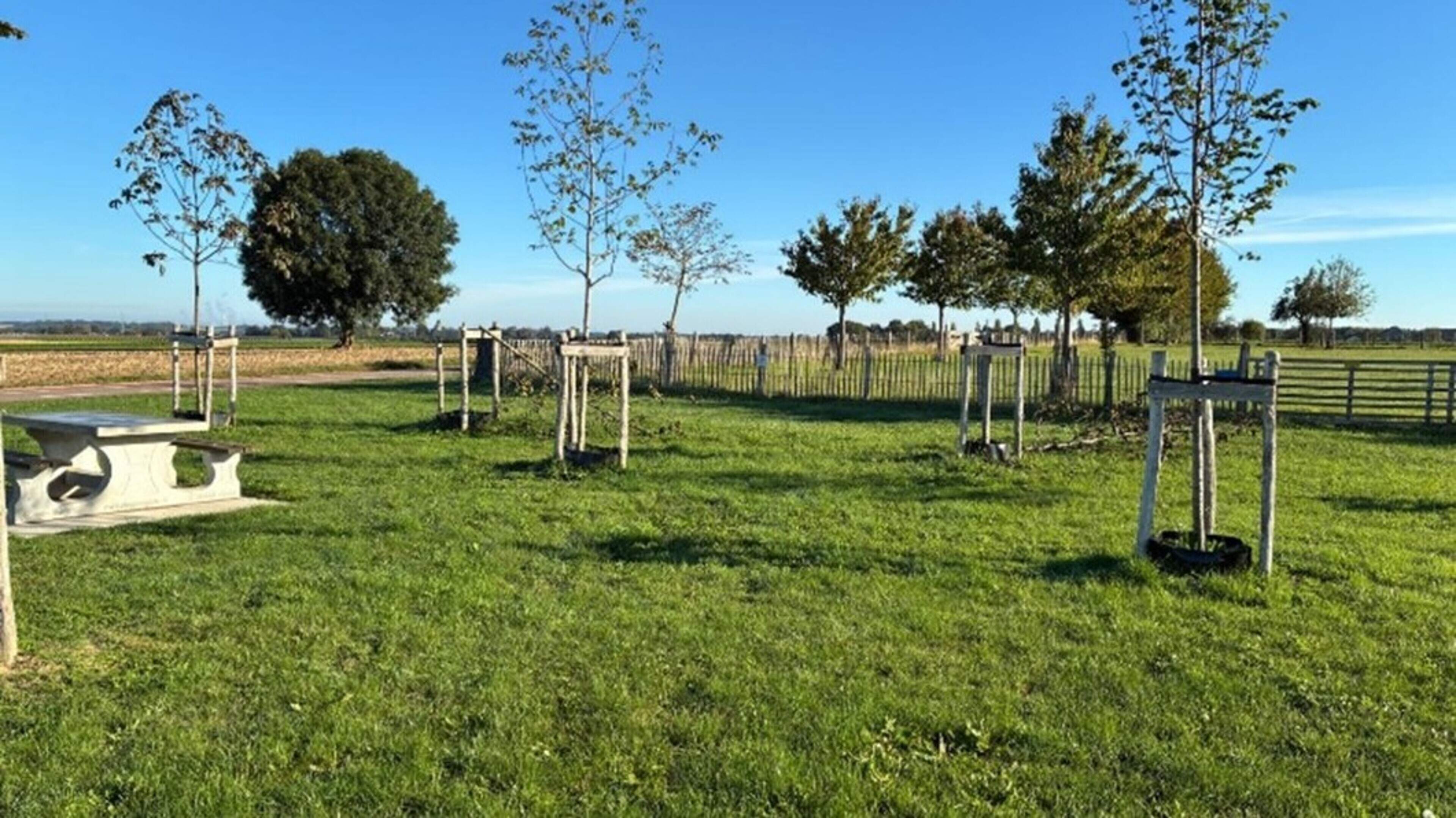 Opnieuw bomen vernield en hagen gestolen bij Sibbe: gemeente doet aangifte