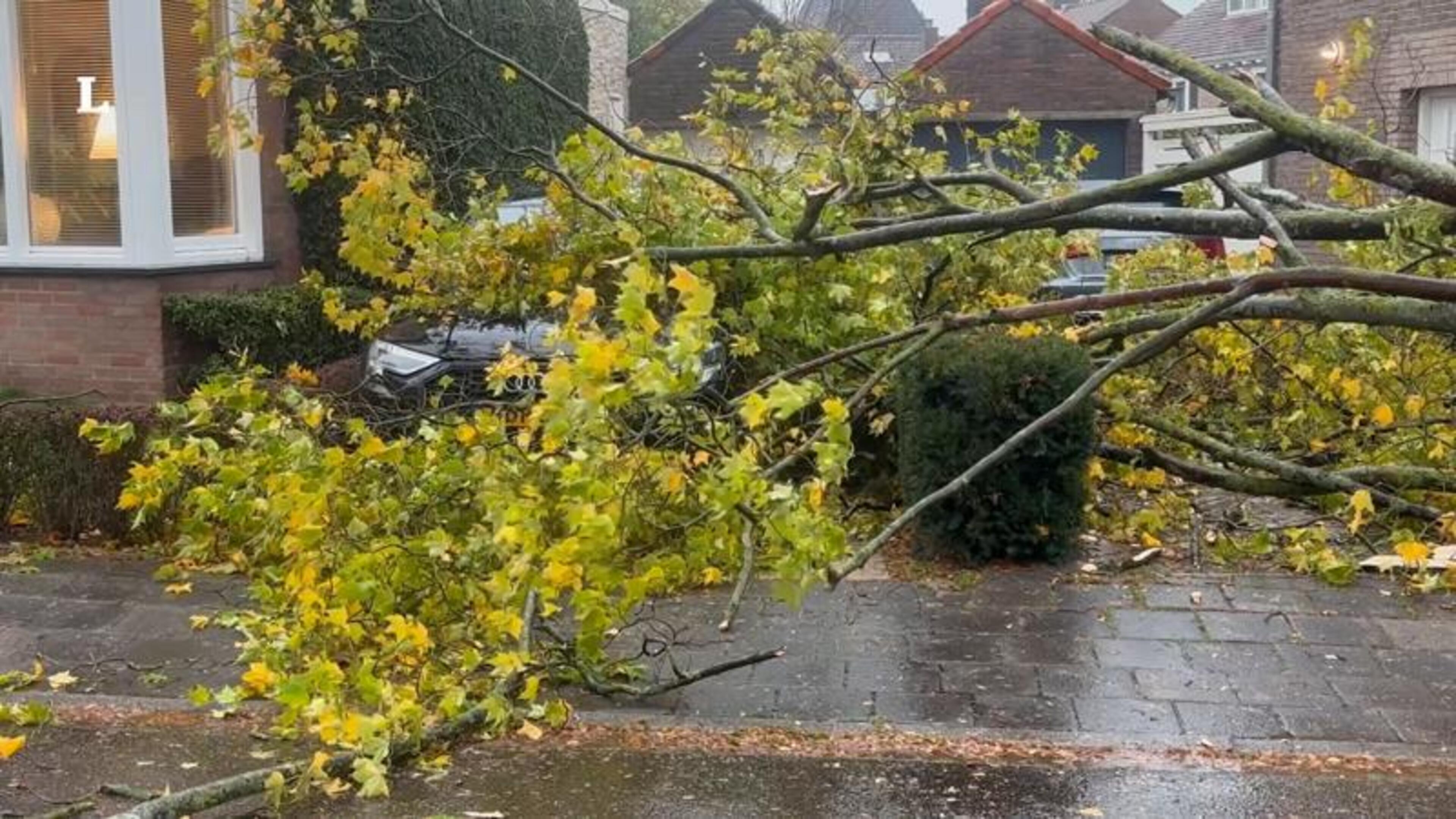 Boom valt om in straat Geleen en beschadigt auto op oprit