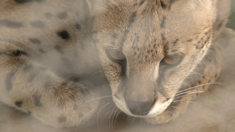 Landgraaf ligt ver van de savanne, hoe komt Nala dan hier terecht? ‘Enorme toename servals de afgelo