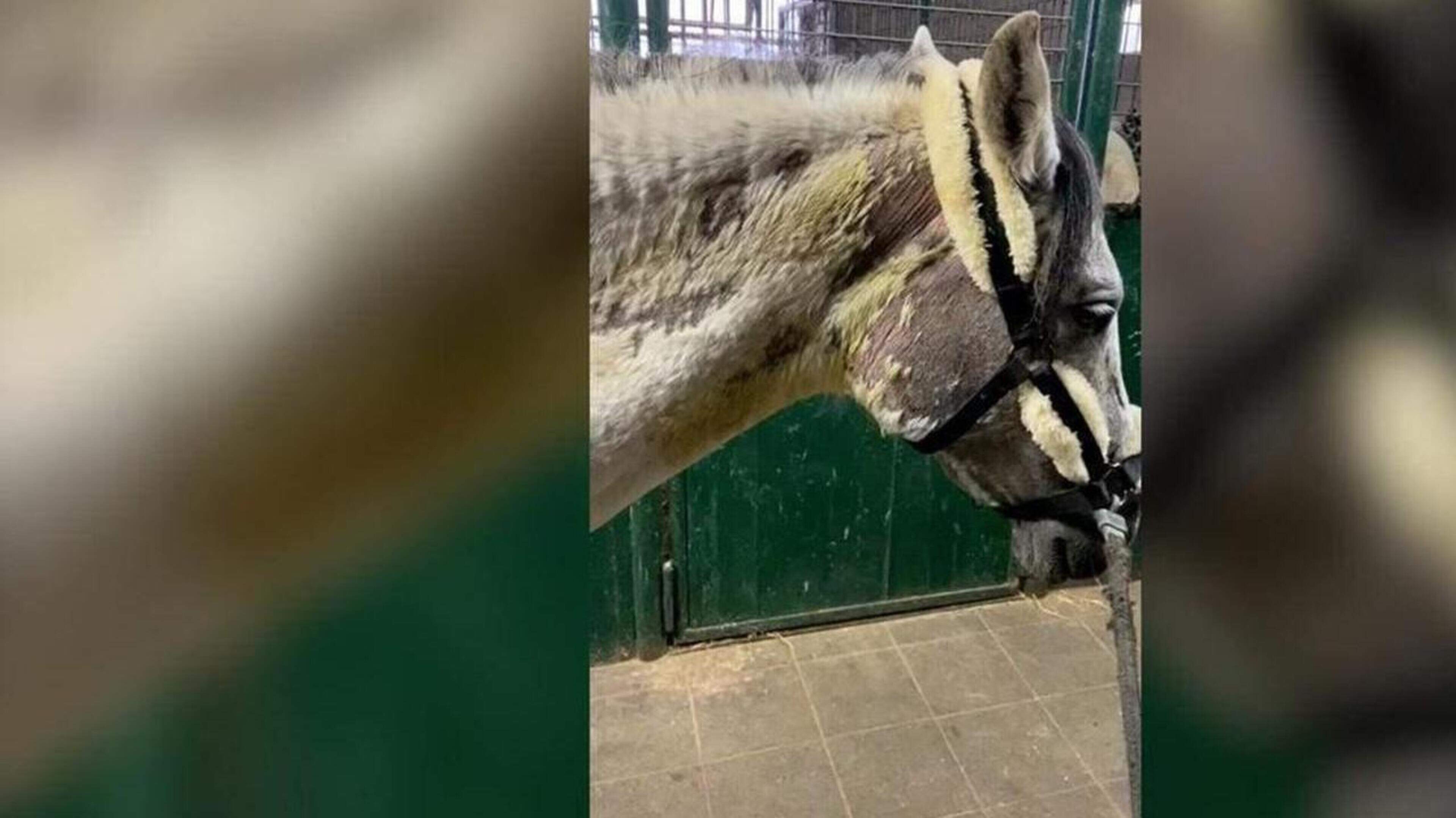 Beruchte Duitse oplichter die in Baexem doodzieke paarden verkocht moet de cel in: ‘De rechtbank is 