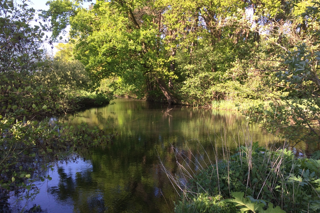Klimaatproject bij Stramproy goed voor natuur, waterhuishouding en landbouw