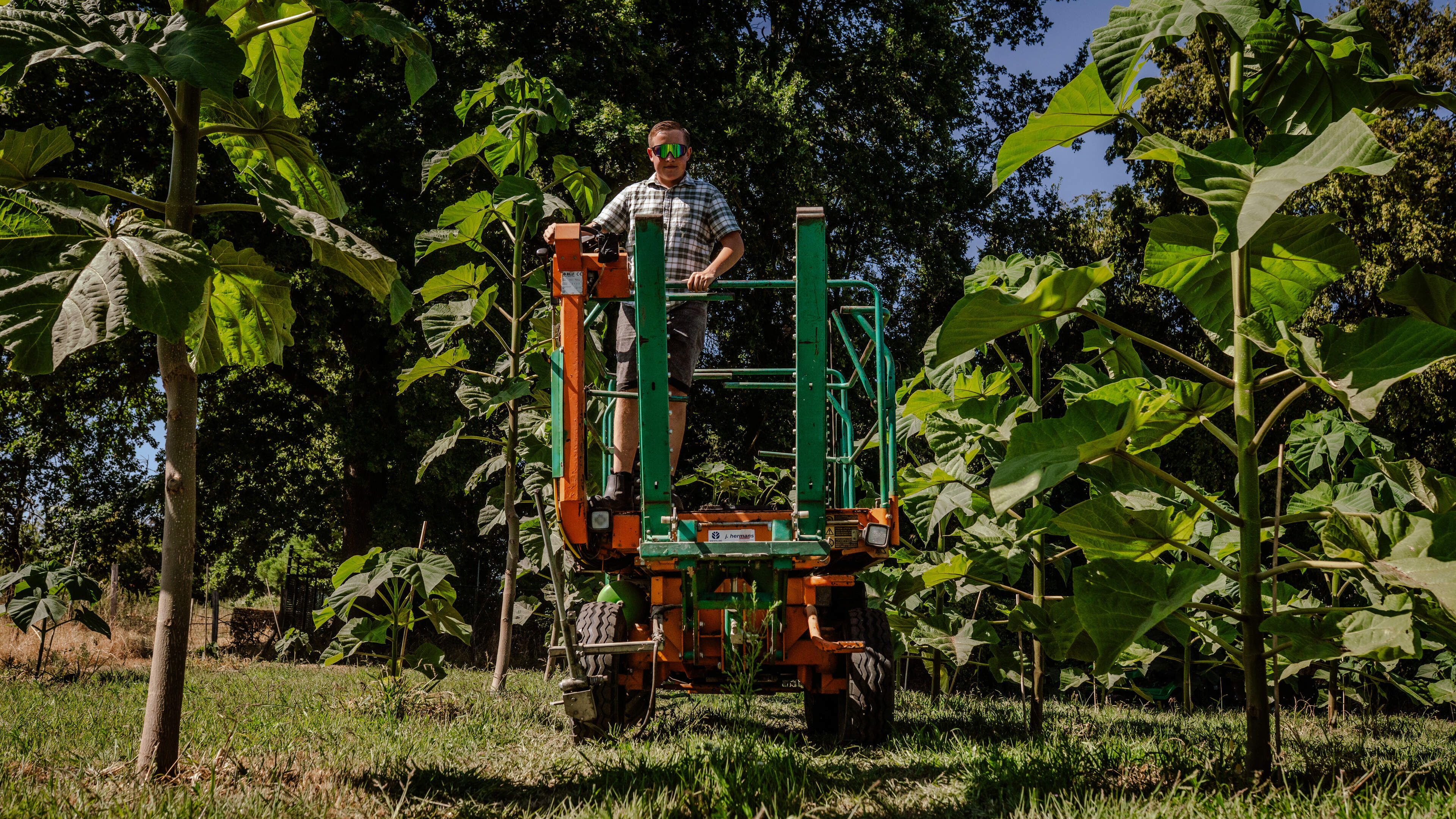 Arthur heeft 500 Chinese wonderbomen staan bij zijn boerderij in Schimmert: ‘Ze groeien geweldig, ec