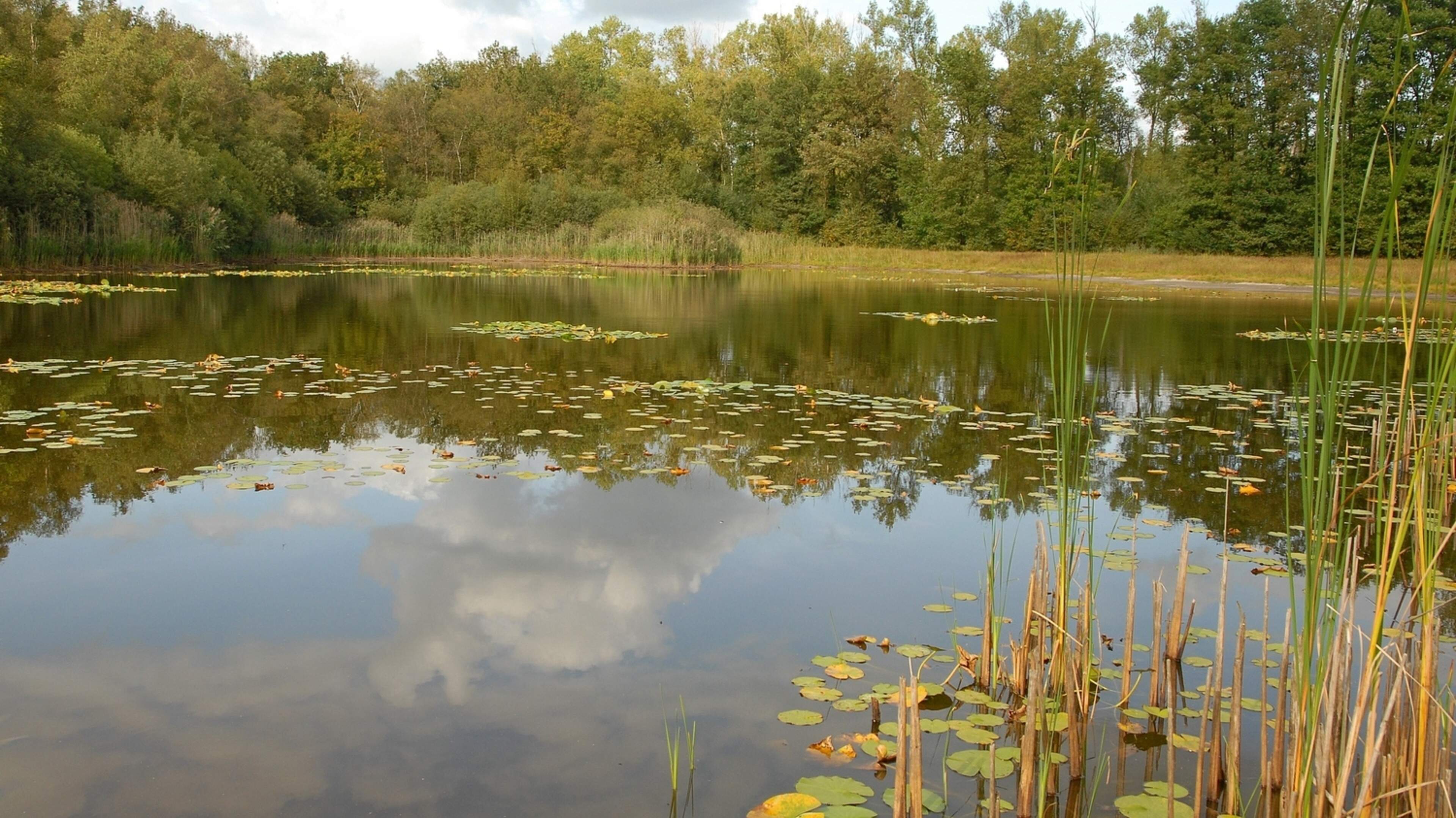 Excursie Limburgs Landschap naar het Sarsven en De Banen bij Nederweert-Eind