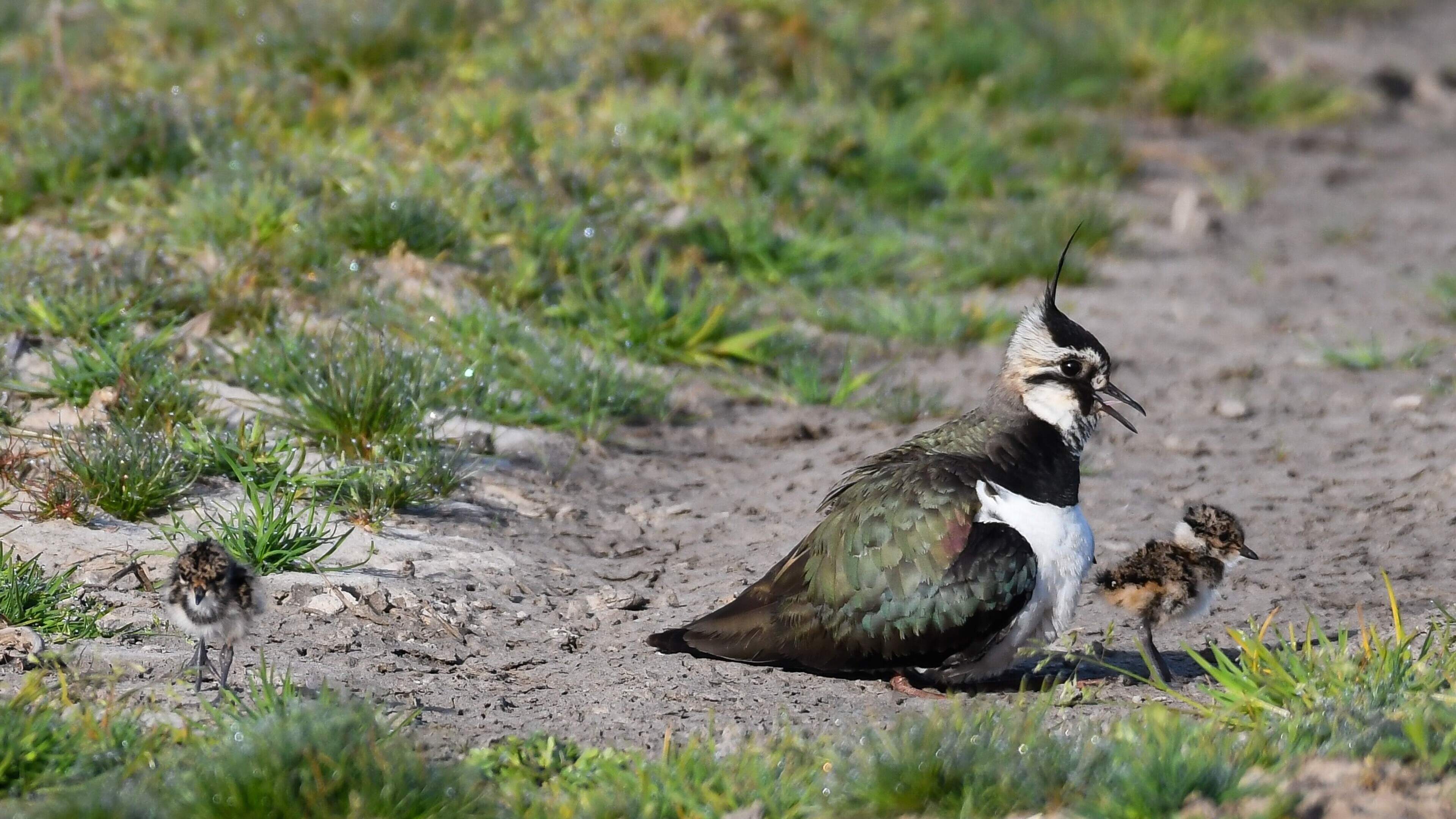 Door droogte desastreus jaar voor grutto in Limburg, terwijl patrijzen en kwartels het goed deden