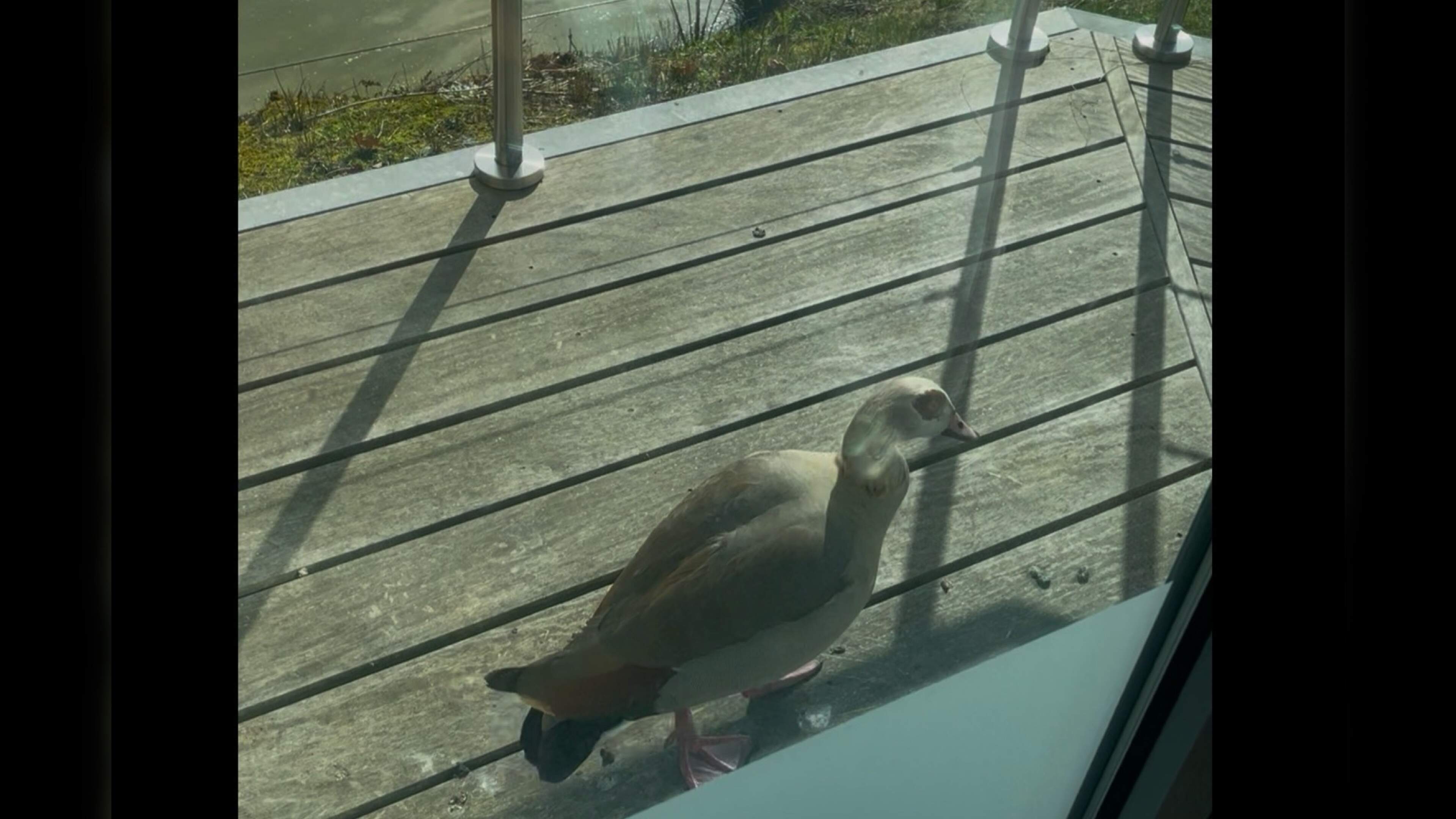 Bijzondere gast tijdens coalitiegesprekken in Simpelveld: nijlgans blijft hardnekkig op raam ‘kloppe