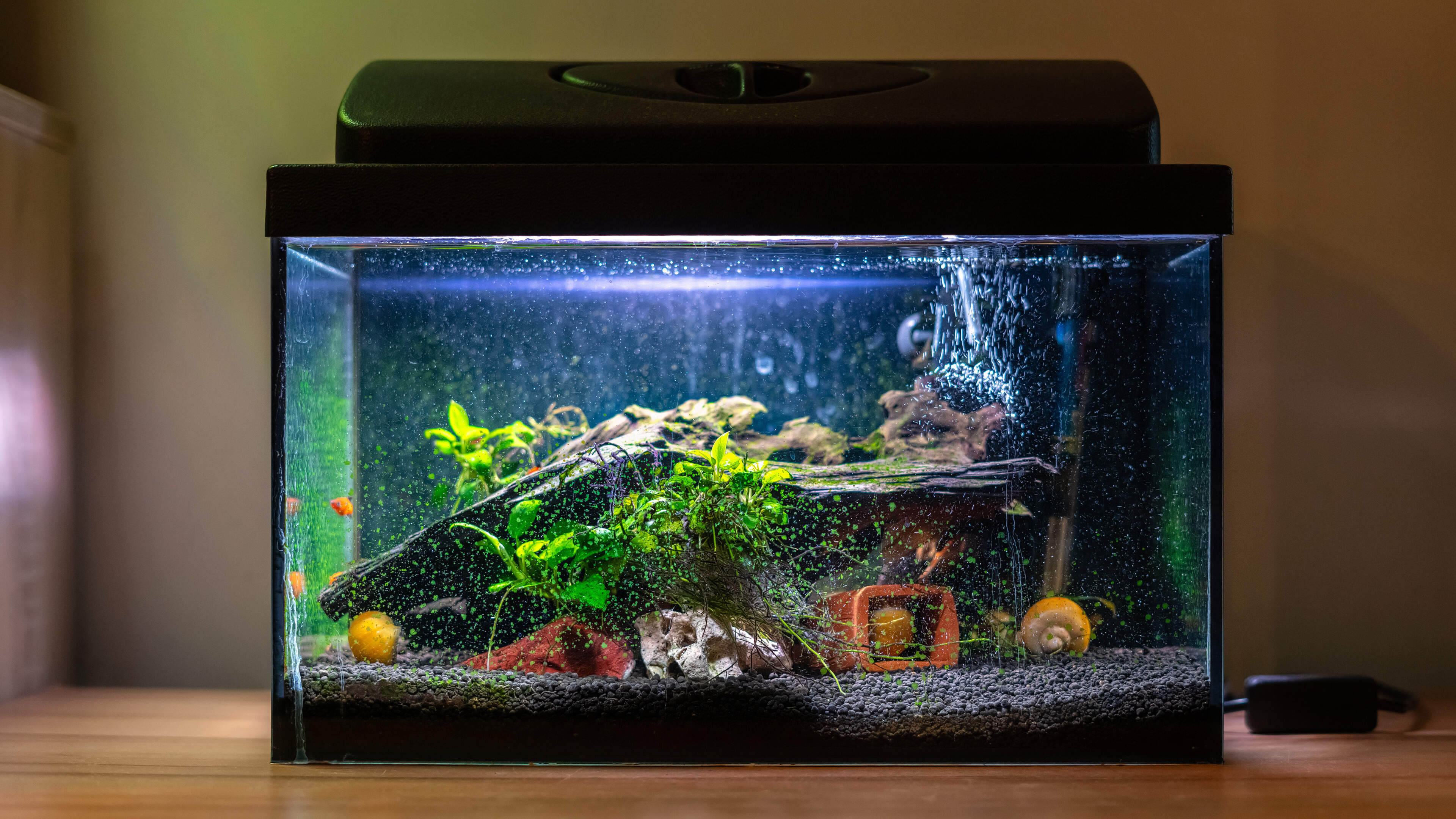 Stel vertrekt uit woning in Heerlen en laat 44 aquaria met vissen en garnalen en een kat verwaarloos