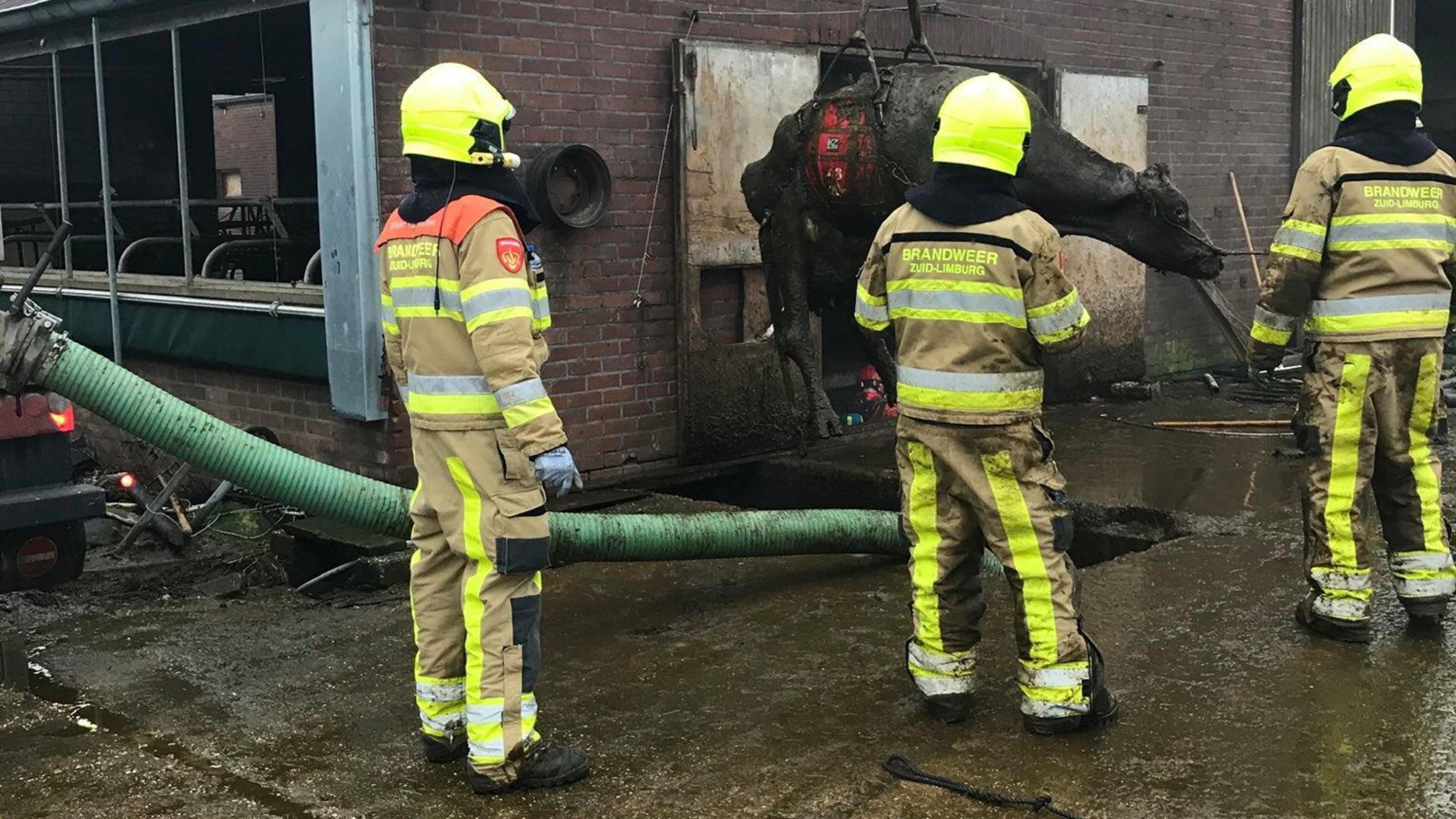 Brandweer haalt zestien koeien uit gierkelder Lemiers, vier zijn dood